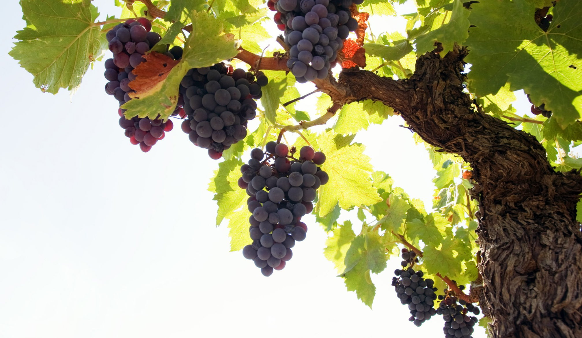 vine, views, freshness, famous people, bunch, grape, wellbeing, outdoors, winemaking, nature, cute babies, food and drink, plant, plant part, cool images, HD Wallpaper