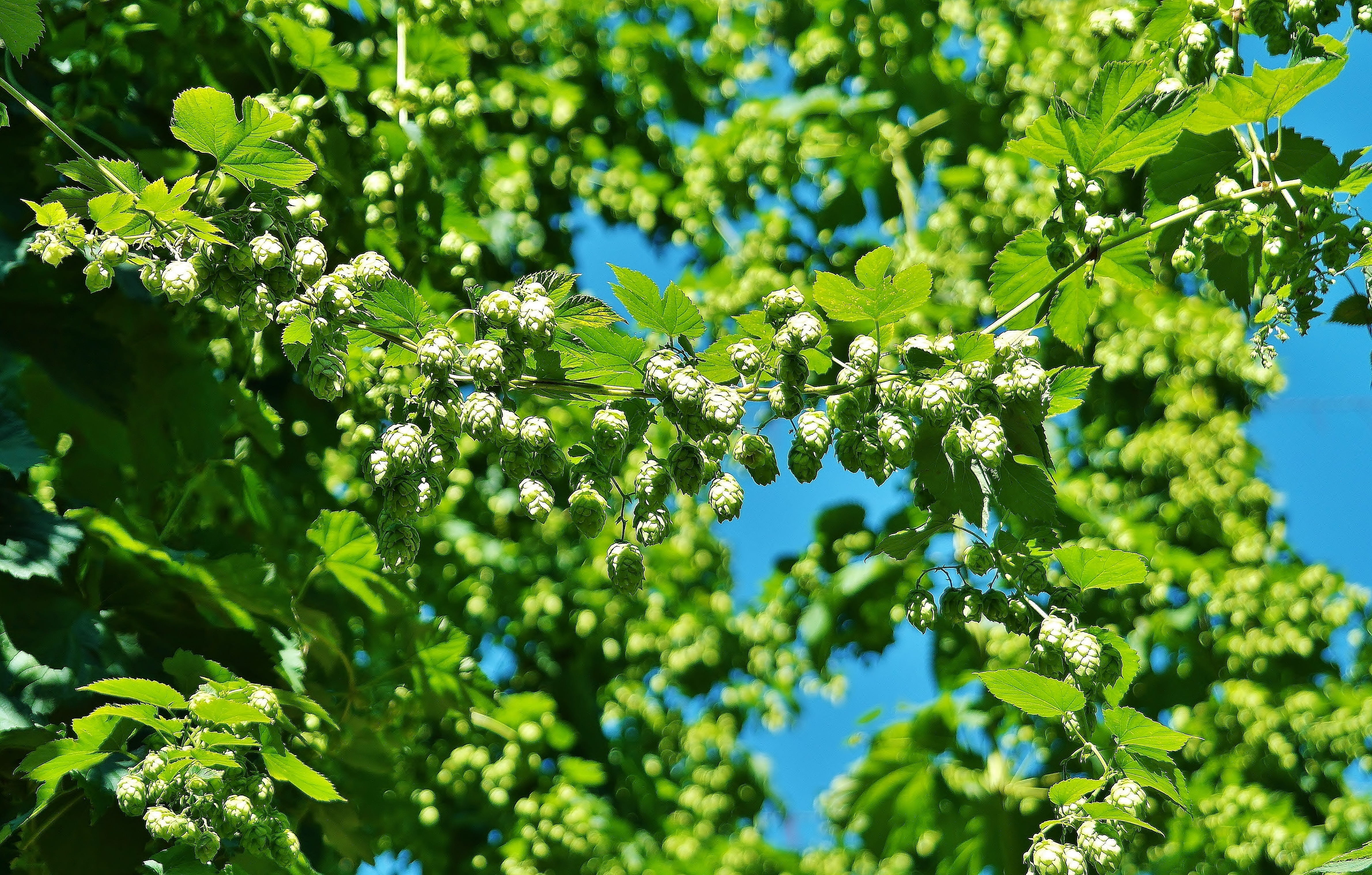 branch, beauty in nature, tranquility, foliage, nature, hopfendolde, sunlight, harvest, freshness, plant part, leaves, green, outdoors, sunny, brew, selective focus, HD Wallpaper