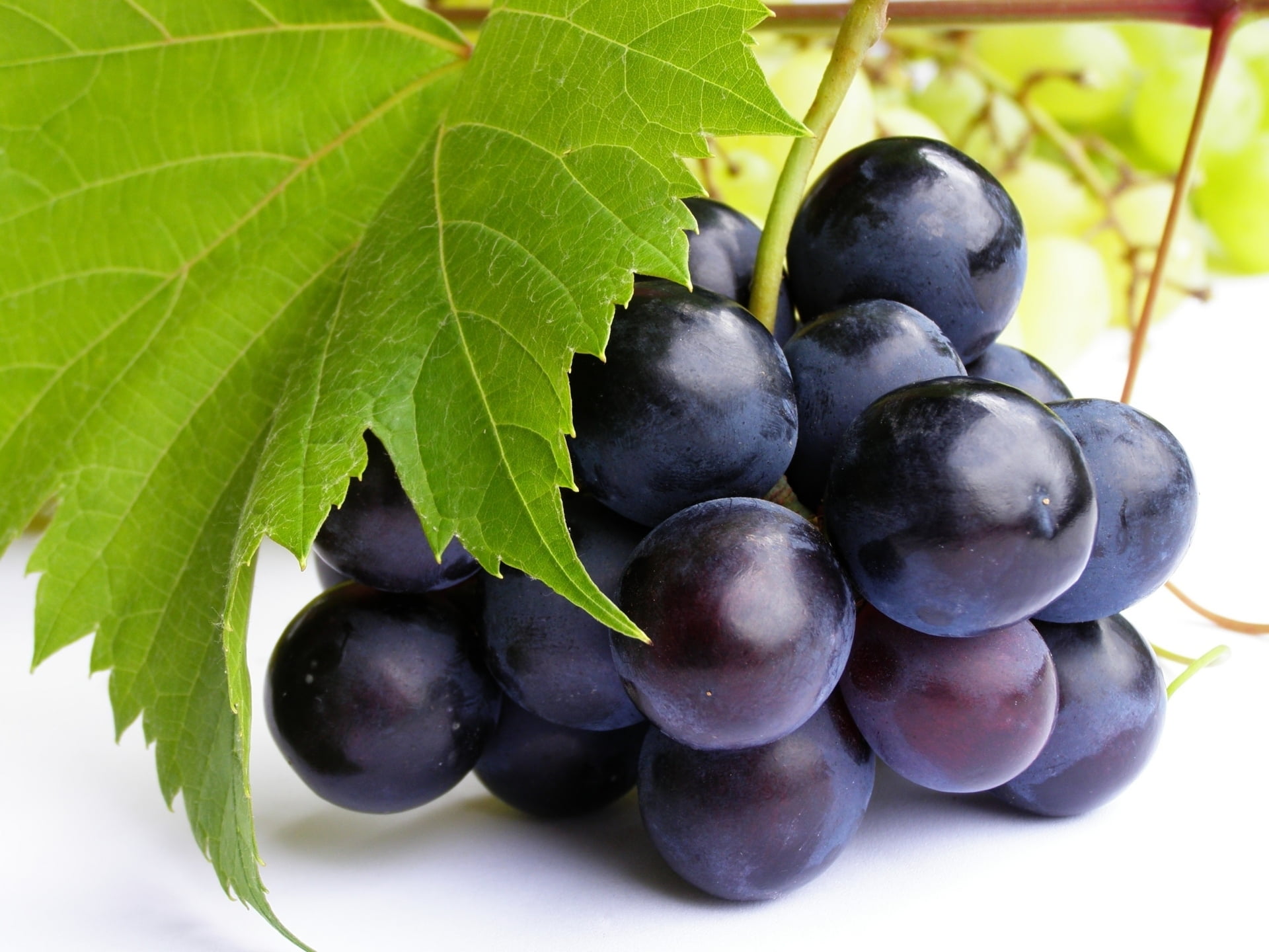 red Grape, food, no People, vine, berry Fruit, purple, branch, berry, plum, blue, food And Drink, fruit, plant, fig, winemaking, gourmet, sheet, grapes, HD Wallpaper