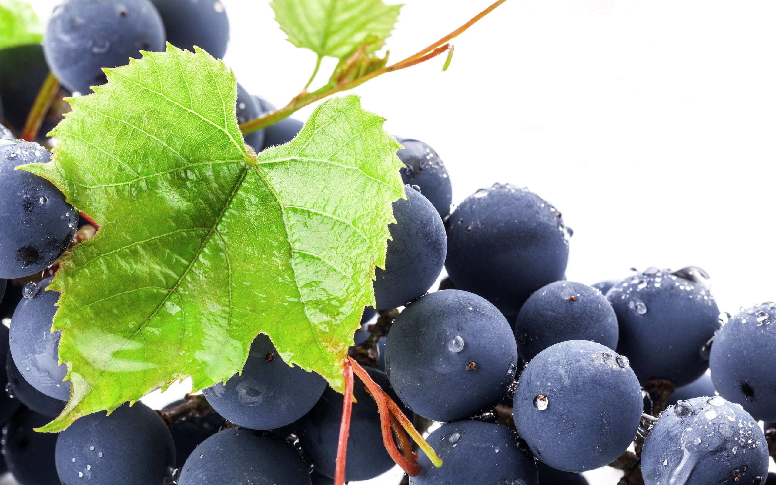 close-up, green color, grapes, nature, grape, sweet Food, drop, freshness, wet, plant, agriculture, black Color, berry Fruit, day, plant part, food and drink, HD Wallpaper