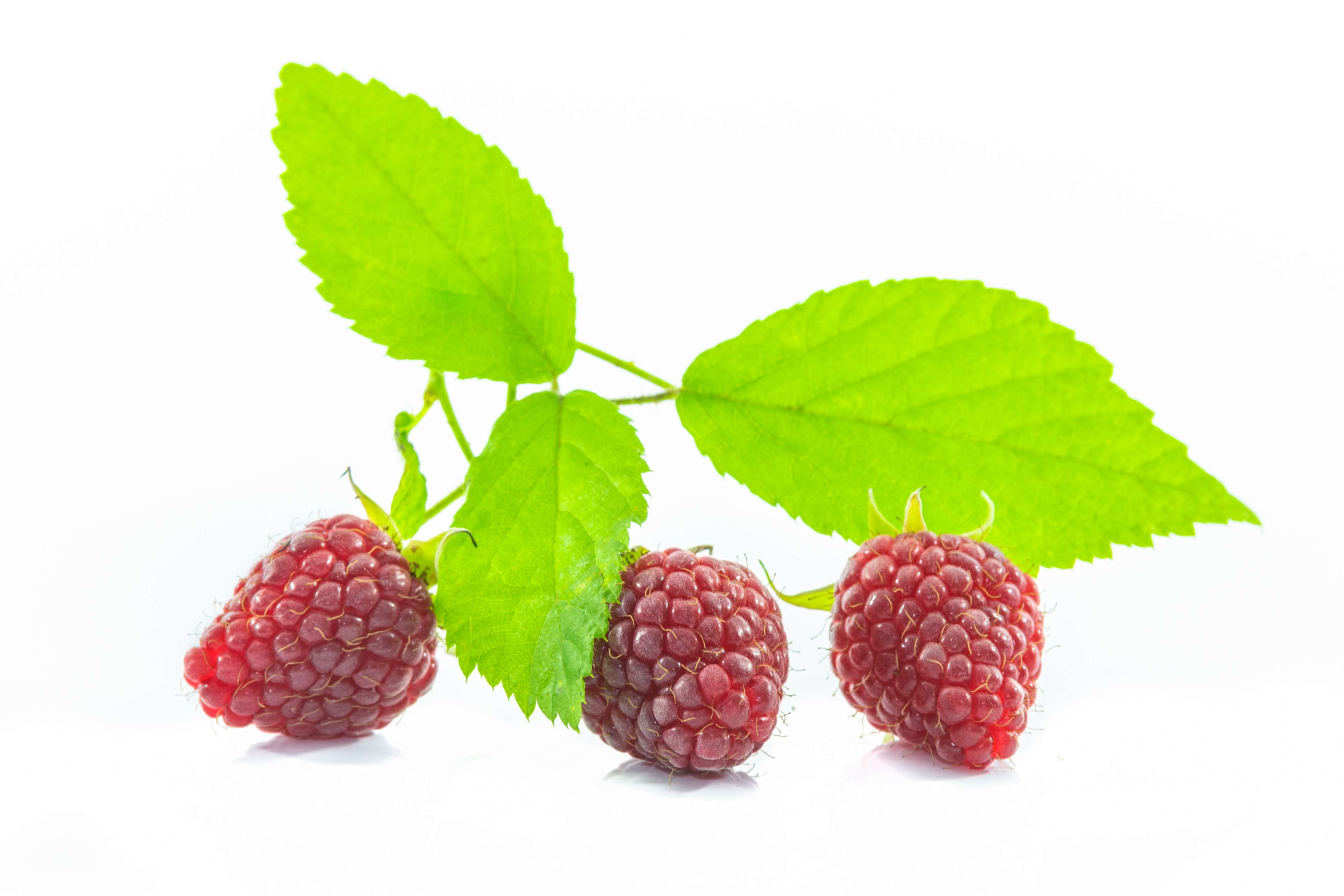 health, raspberries, berry fruit, wellbeing, garden, delicious, berry, macro, meal, fruit, natural, leaf, background, plant part, closeup, snack, juicy, HD Wallpaper