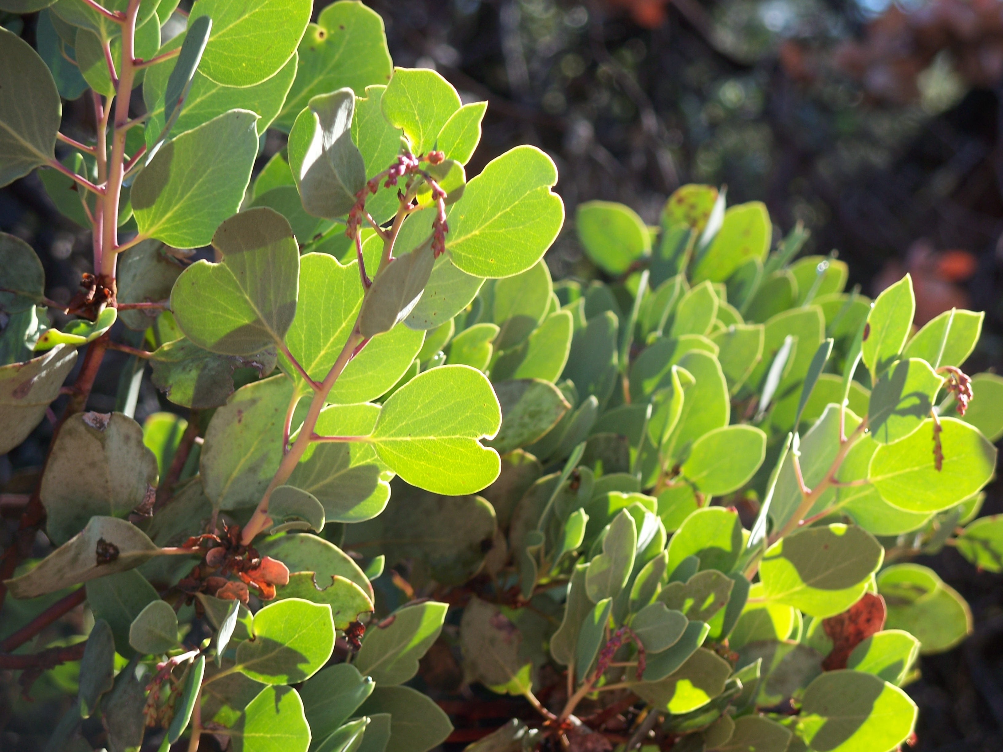 focus on foreground, outdoors, manzanita, leaf, green color, day, sunlight, plant part, branch, no people, shasta lake, foliage, close-up, fruit, california, HD Wallpaper