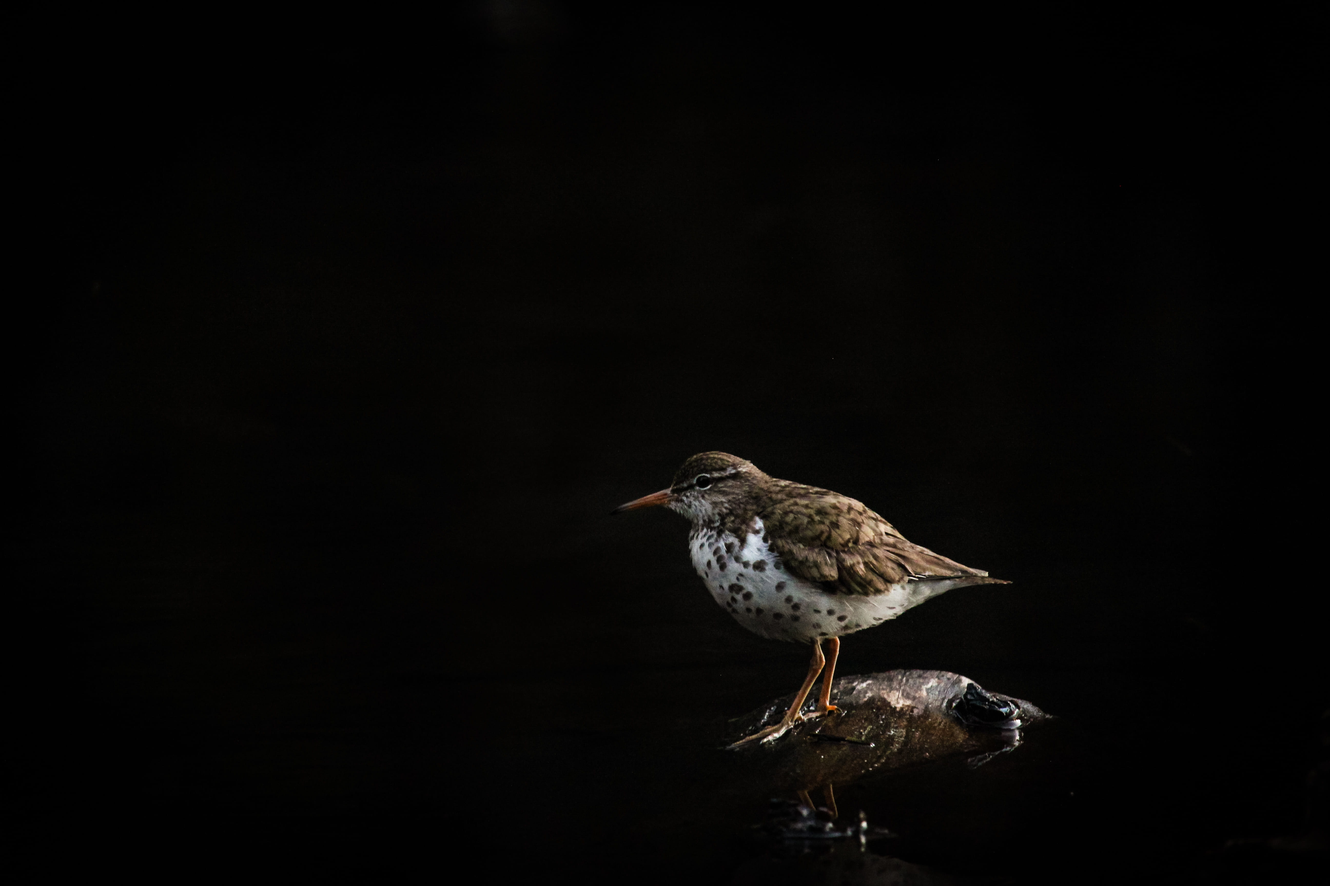 anthus, sparrow, agelaius, black, spotted sandpiper, brown, side view, grouse, no people, dark, buzzard, blackbird, fowl, black background, day, cute, 5K, HD Wallpaper