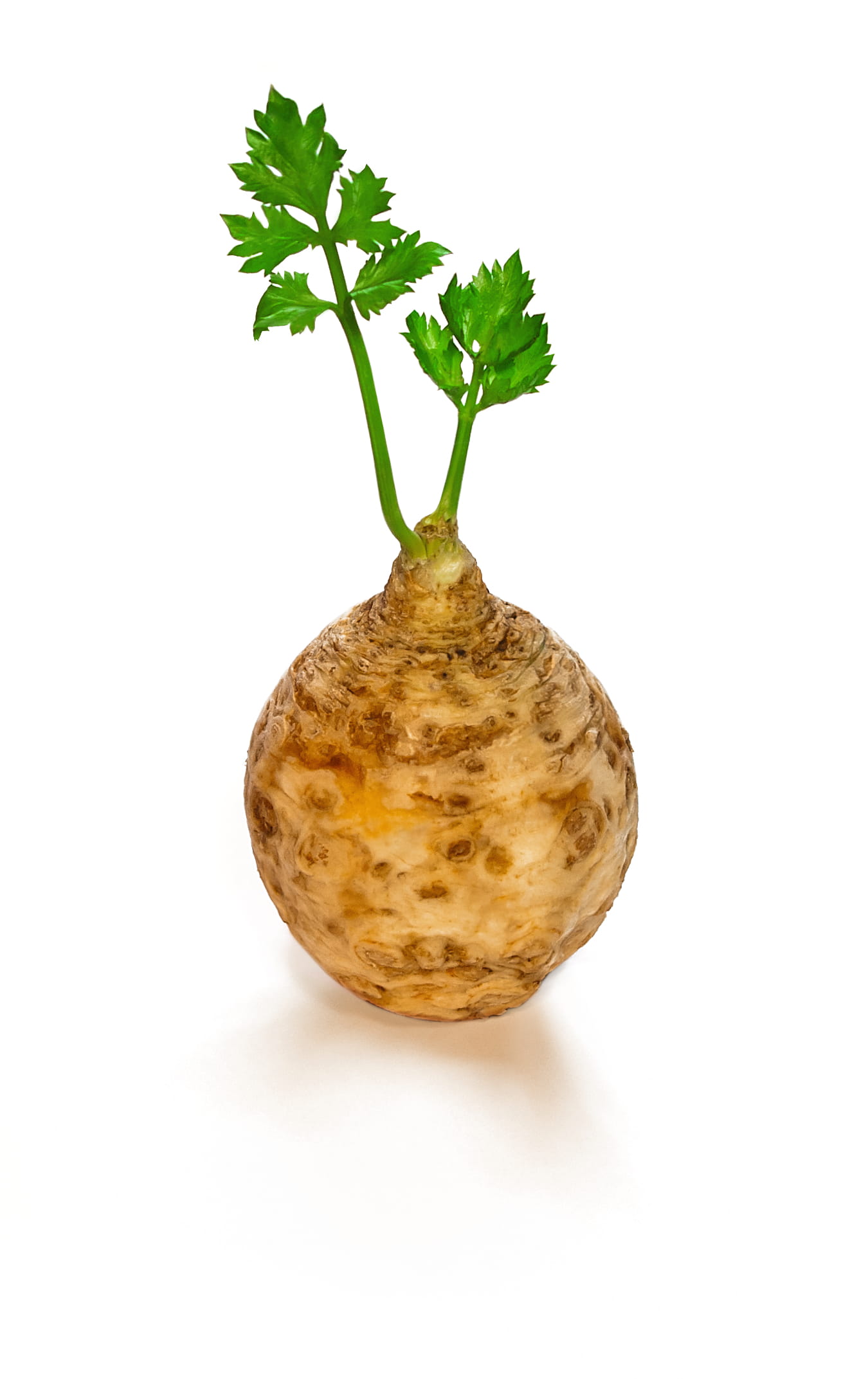 raw food, freshness, single Object, still life, nature, no people, indoors, minimalistic, wellbeing, white, organic, root, Simplistic, food, close-up, cut out, Phone HD Wallpaper