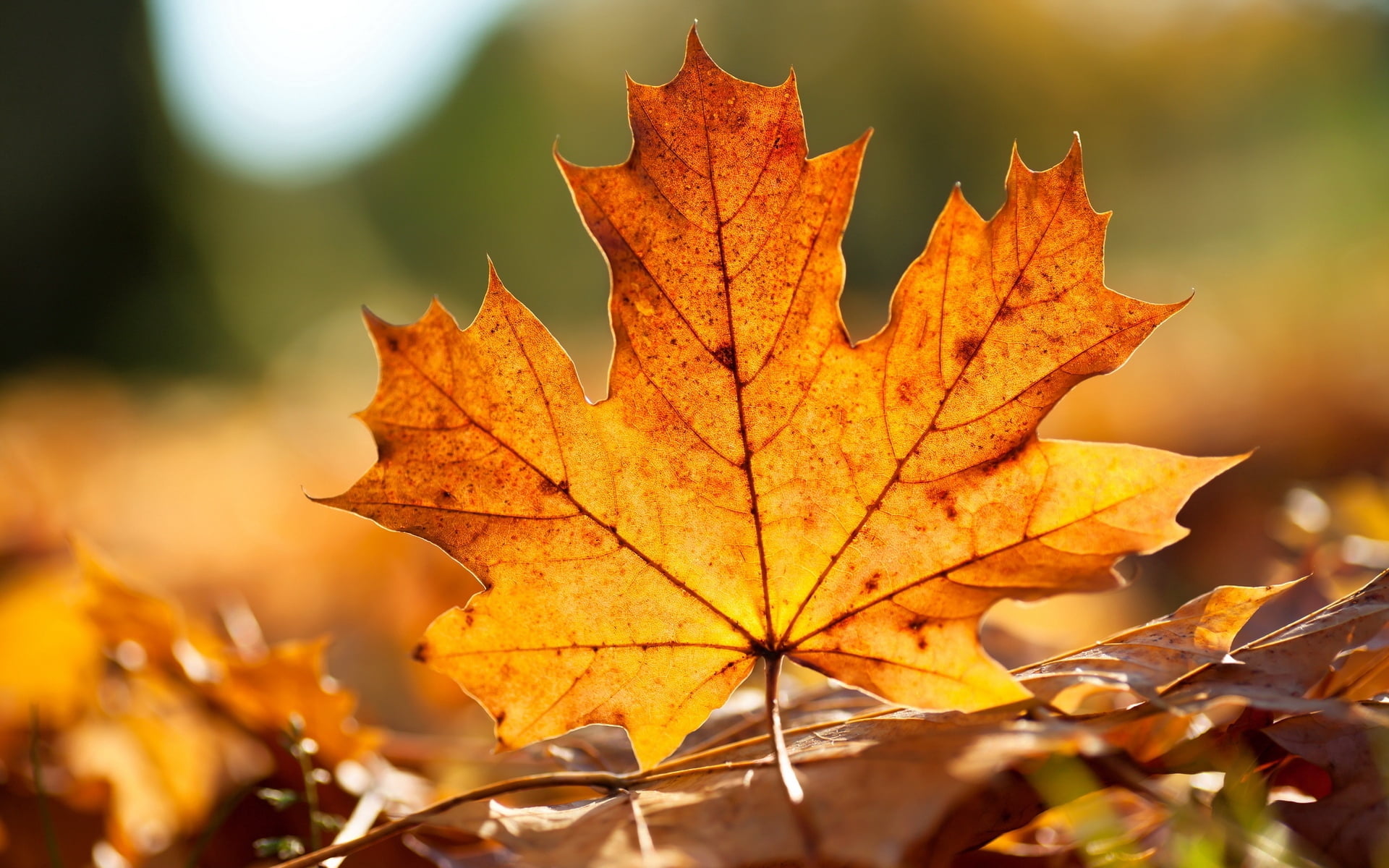multi Colored, orange, fall, veins, pattern, park - Man Made Space, gold Colored, macro, focus on foreground, autumn collection, yellow, leaves, scenics, HD Wallpaper