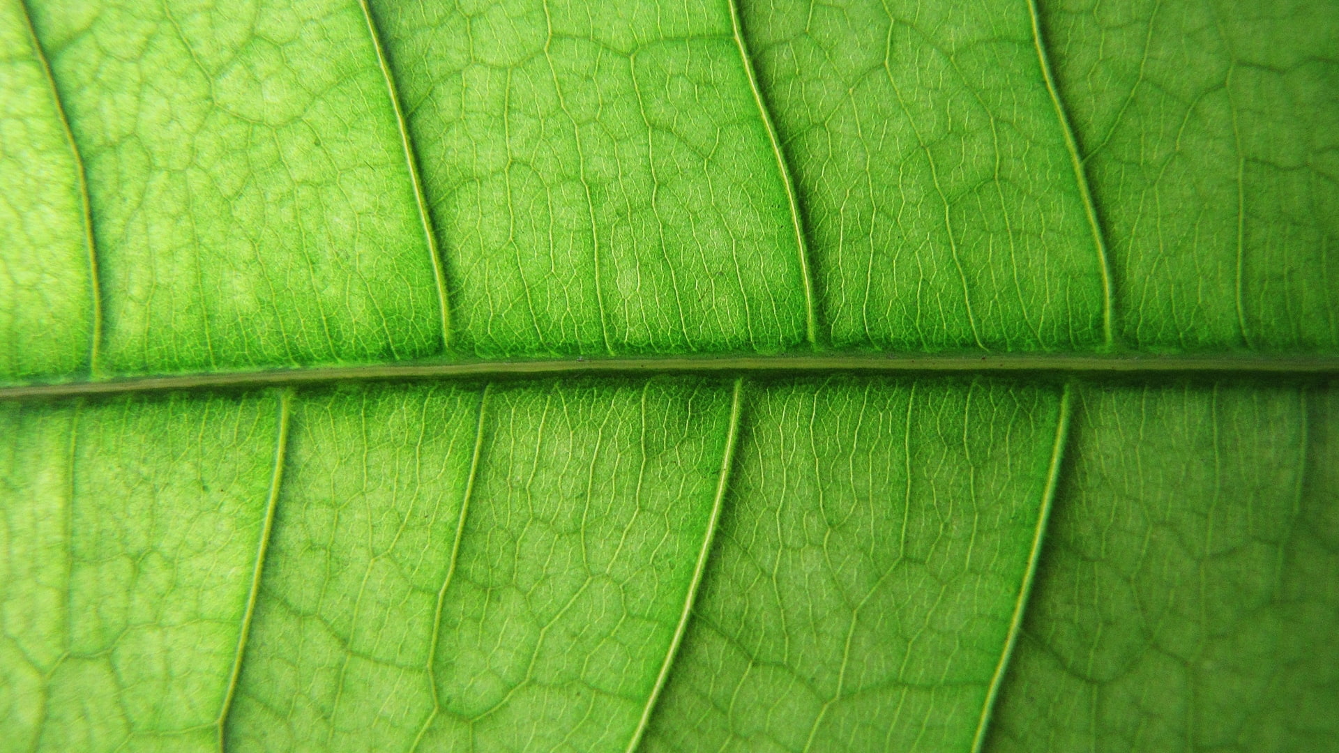 veins, nature, macro, leaf, 1080P, green, hd, HD Wallpaper