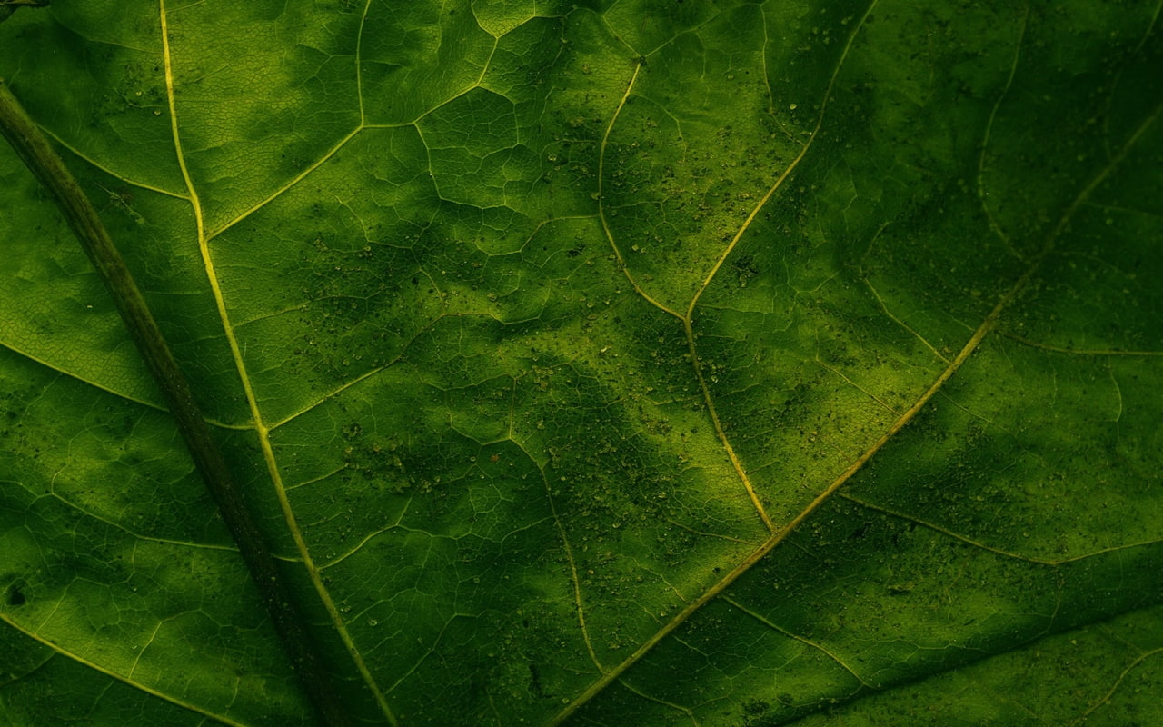 hd, leaf, 720P, veins, nature, macro, green, HD Wallpaper
