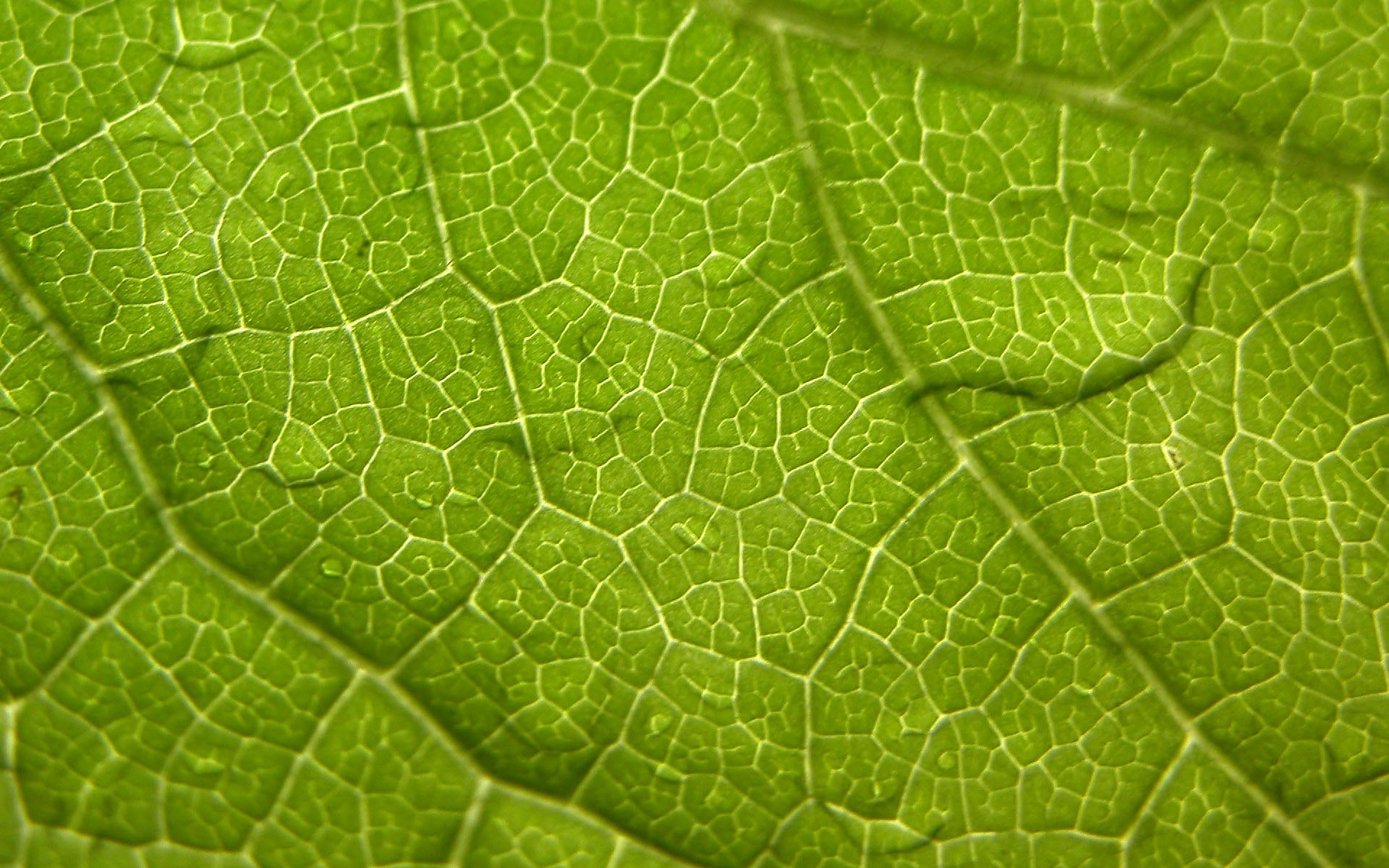 green, close-up, textured, natural pattern, dew, green Color, 1080P, macro, beauty In Nature, plant, drop, backgrounds, abstract, vulnerability, surface, HD Wallpaper