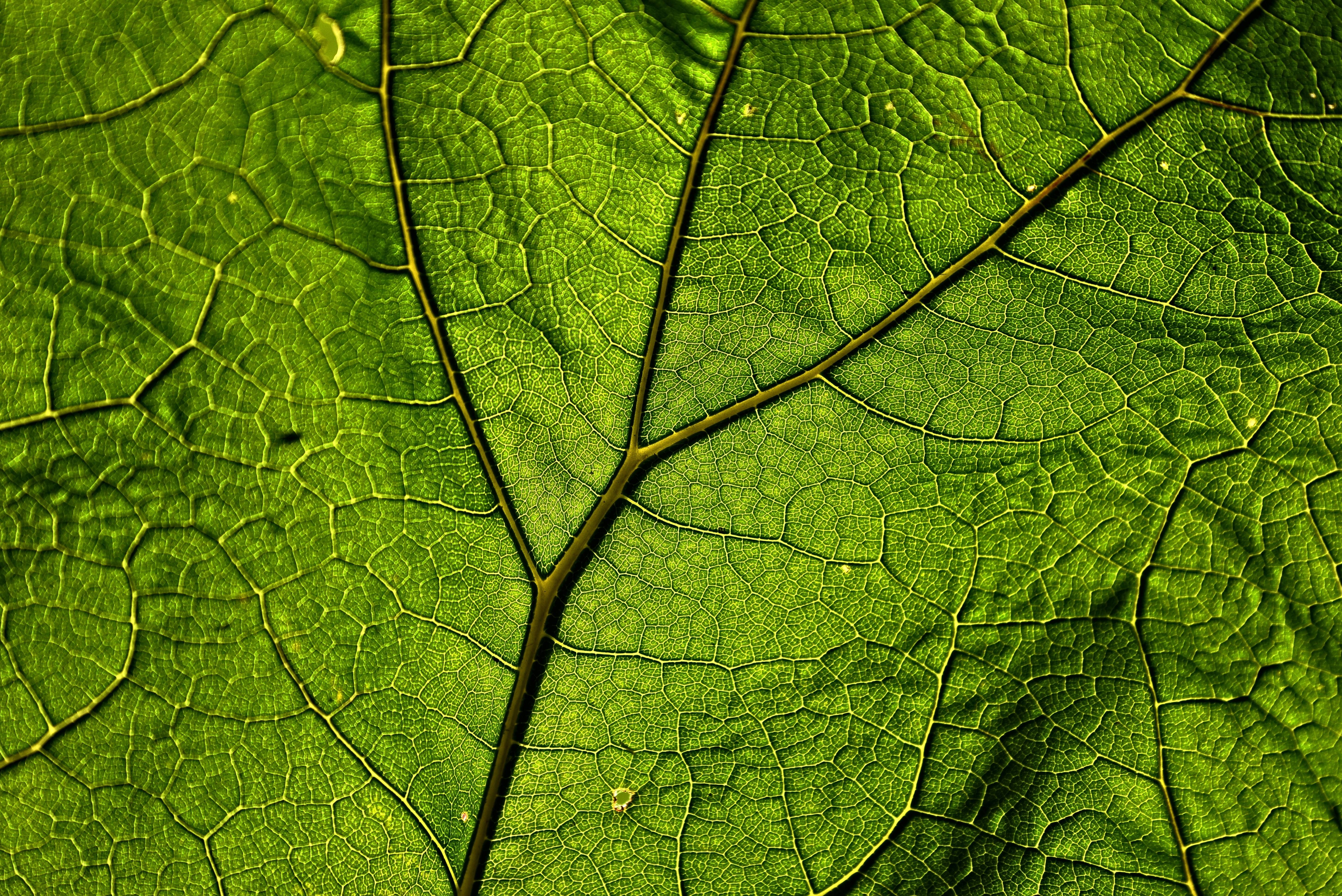 herb, butterbur, leaf, veins, 5K, green, pattern, plant, HD Wallpaper