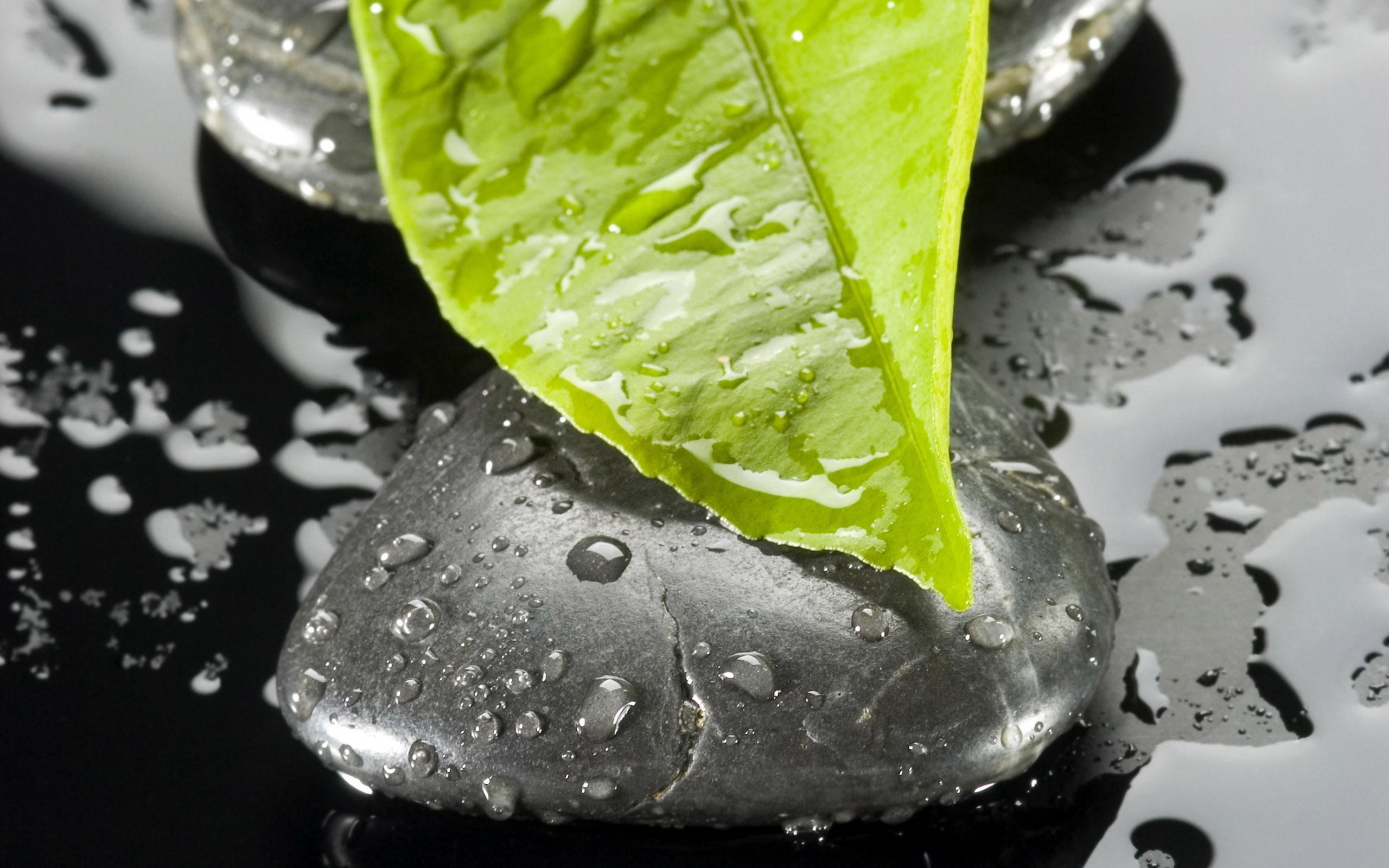 indoors, food, leaves, no people, studio shot, nature, fruit, healthy eating, plant, green color, flower, food and drink, water drops, close-up, water, HD Wallpaper