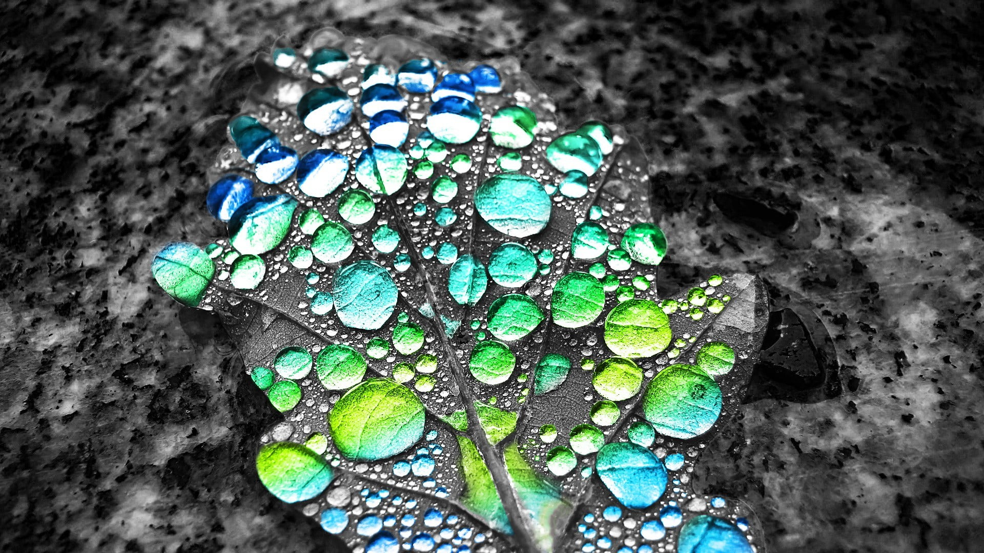 no people, beauty in nature, leaves, textured, pattern, animal, outdoors, isolated color, backgrounds, green color, turquoise colored, high angle view, HD Wallpaper