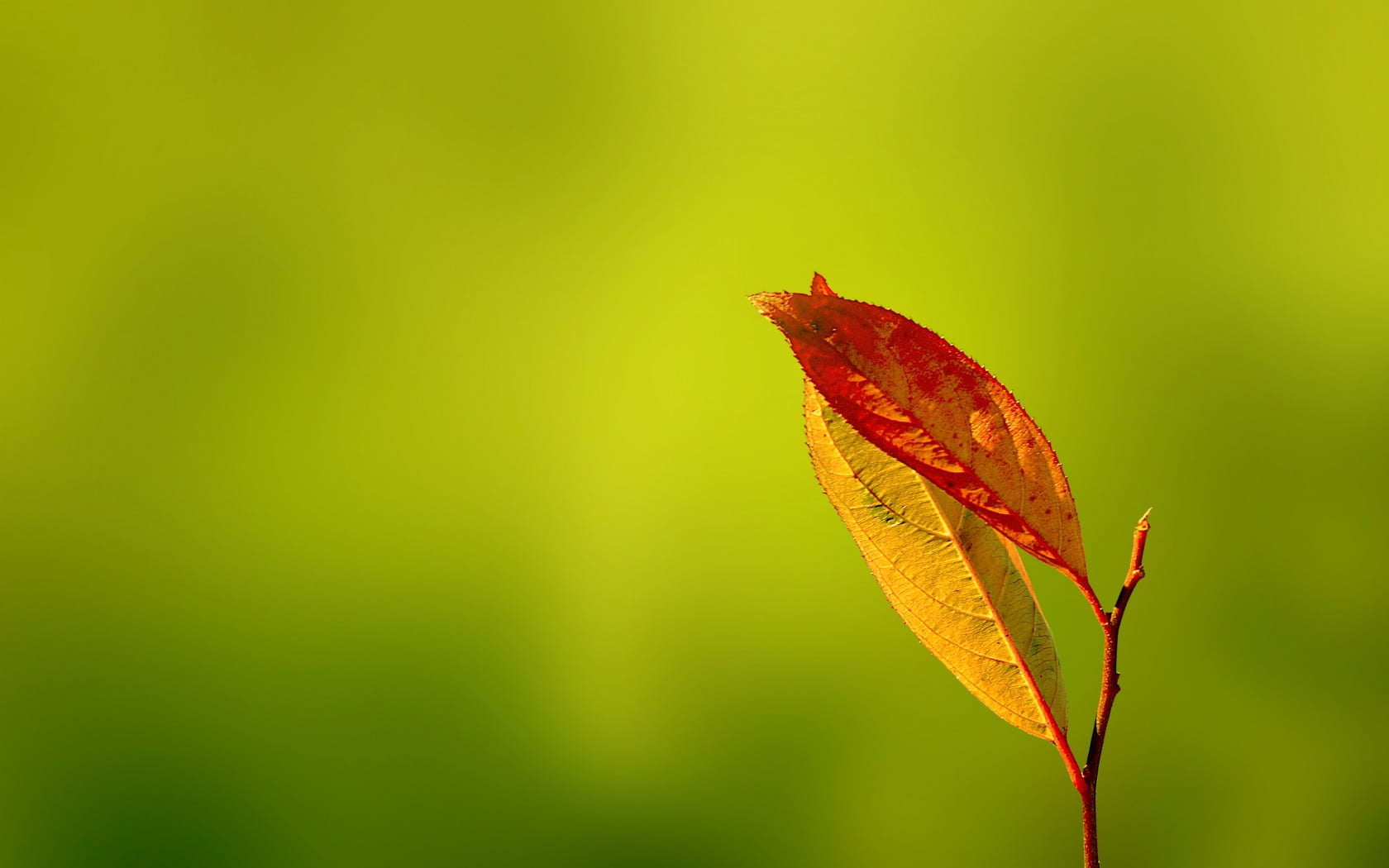 leaves, day, autumn, leaf, vulnerability, nature, plants, focus on foreground, plant part, beauty in nature, green color, change, green background, tranquility, HD Wallpaper