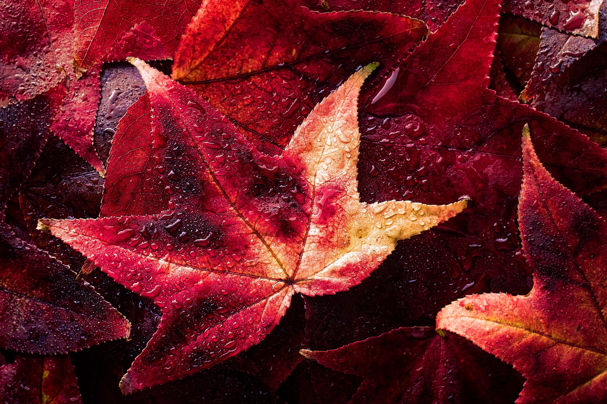 natural pattern, nature, change, beauty in nature, full frame, autumn, leaves, 1080P, red, falling, outdoors, no people, fragility, maple leaf, maroon, HD Wallpaper