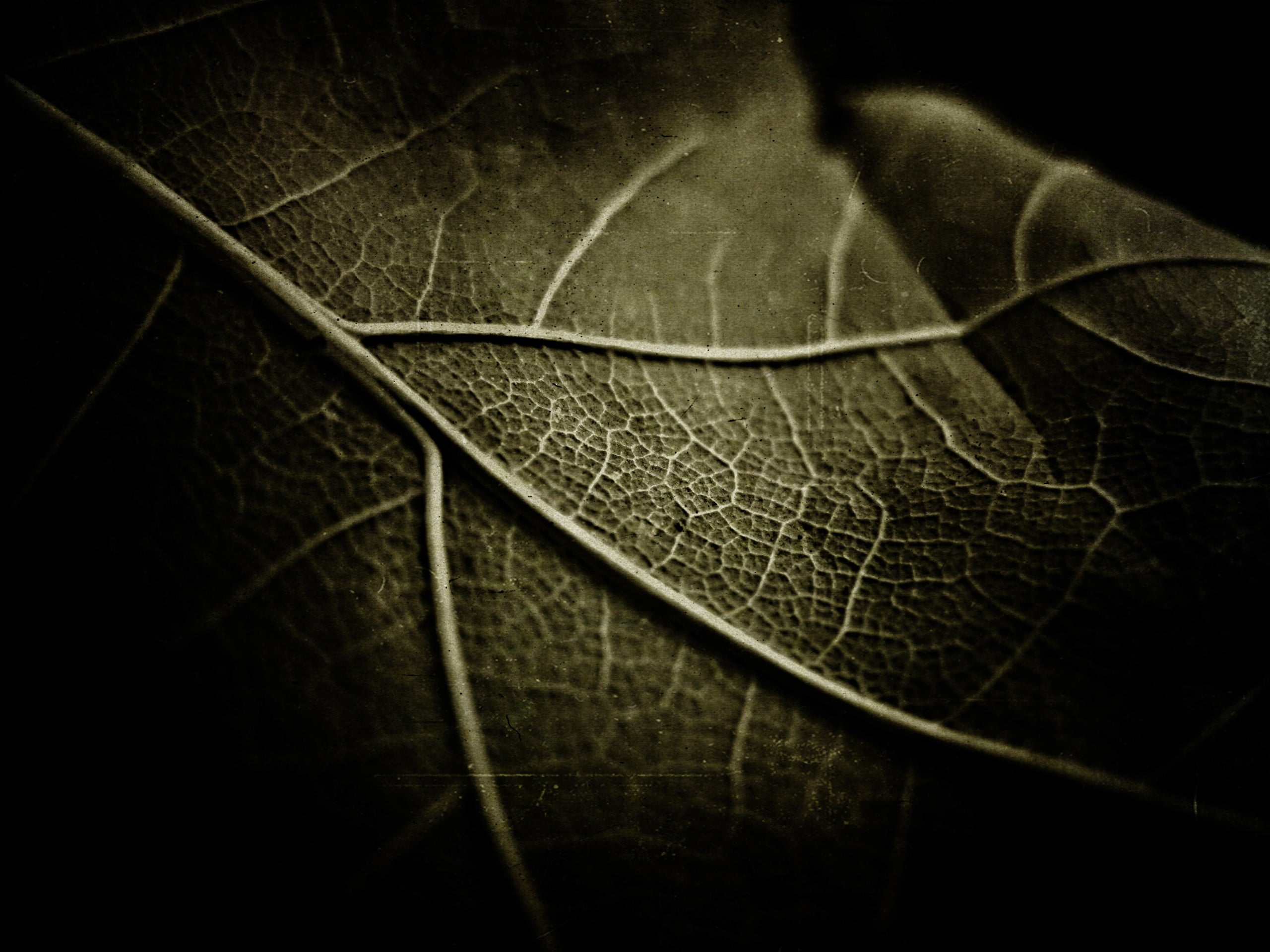 photograph, textured, dry, plant part, close-up, selective focus, natural pattern, textured effect, outdoors, leaf, macro, leaf vein, leaves, studio shot, HD Wallpaper