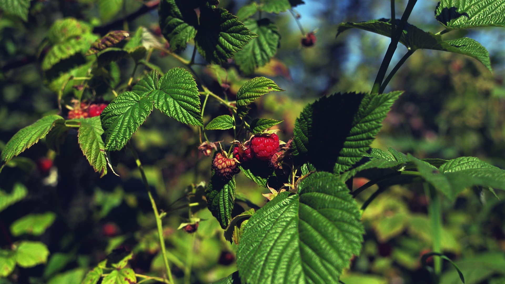 1080P, raspberries, plants, fruit, summer, leaves, HD Wallpaper