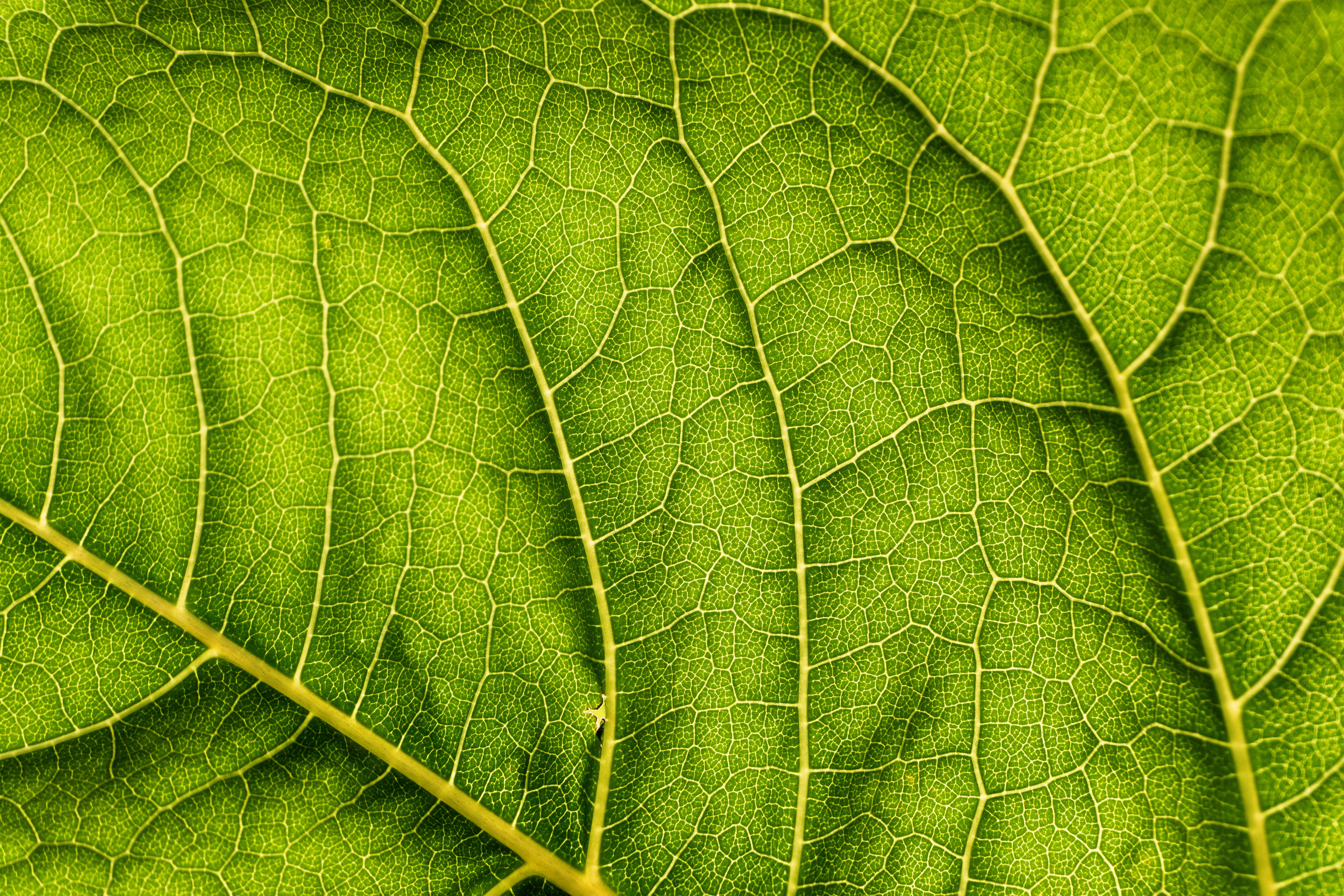 natural pattern, moisture, directly below, freshness, tree, leaf vein, pattern, leaves, backgrounds, texture, green, macro, leaf, vein, close-up, color, HD Wallpaper