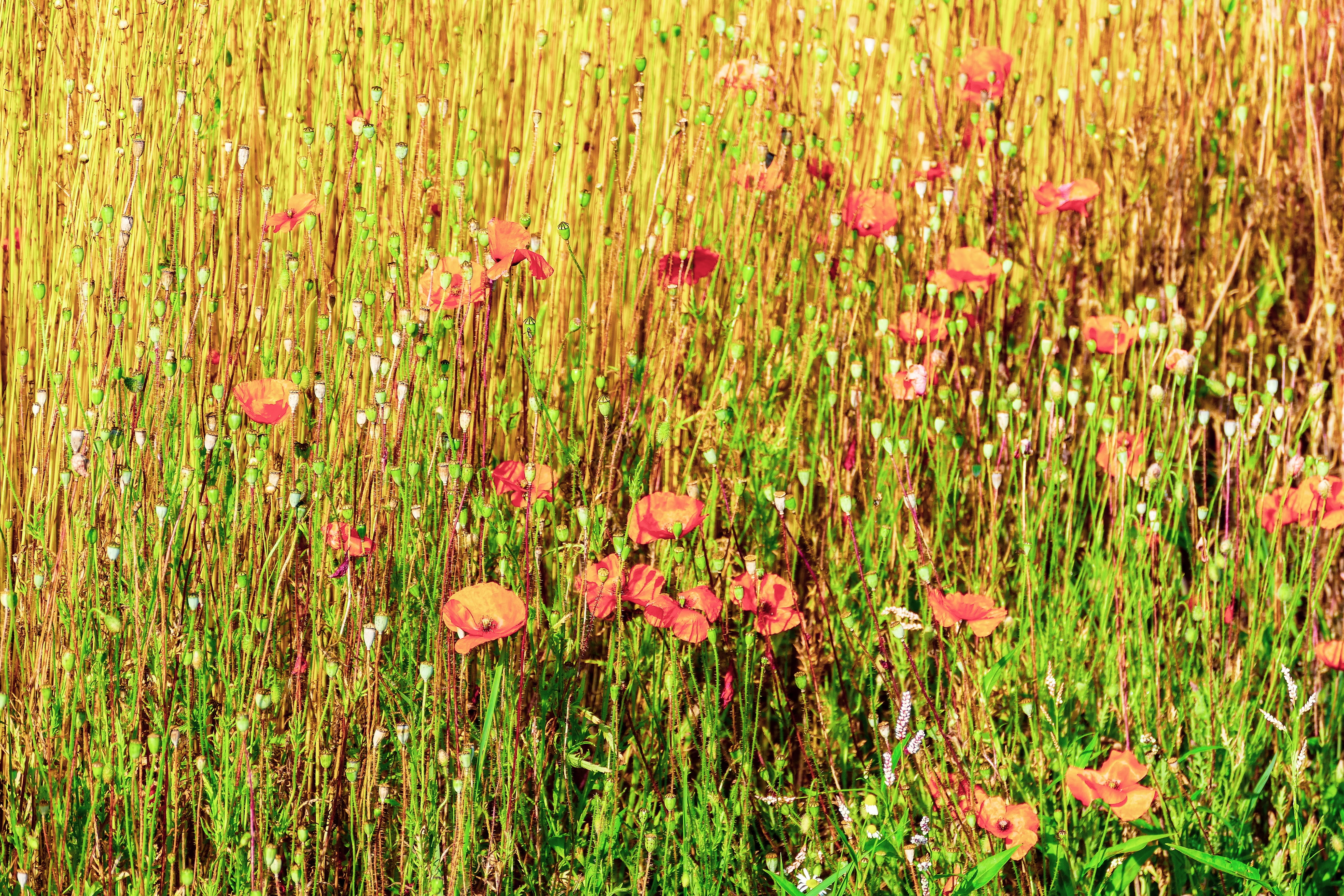 field, poppies, freshness, flowering plant, flower head, red, beauty, fragility, vulnerability, leaves, flowers, no people, summer, outdoors, flower, tranquility, HD Wallpaper