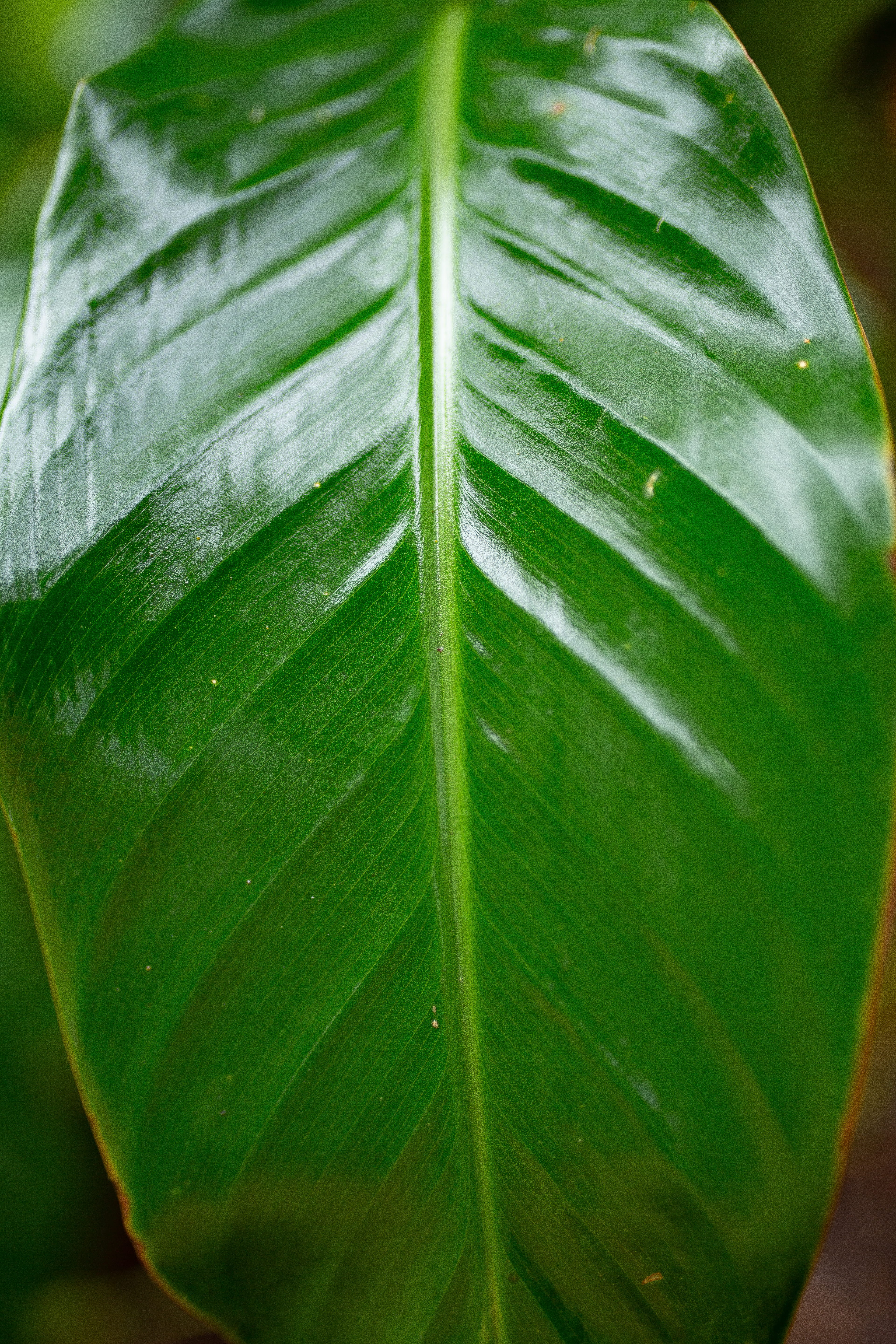 lush, botany, close-up, beauty in nature, 5K, garden, focus on foreground, leaves, tranquility, summer, green color, drop, macro, outdoors, nature, leaf, Phone HD Wallpaper