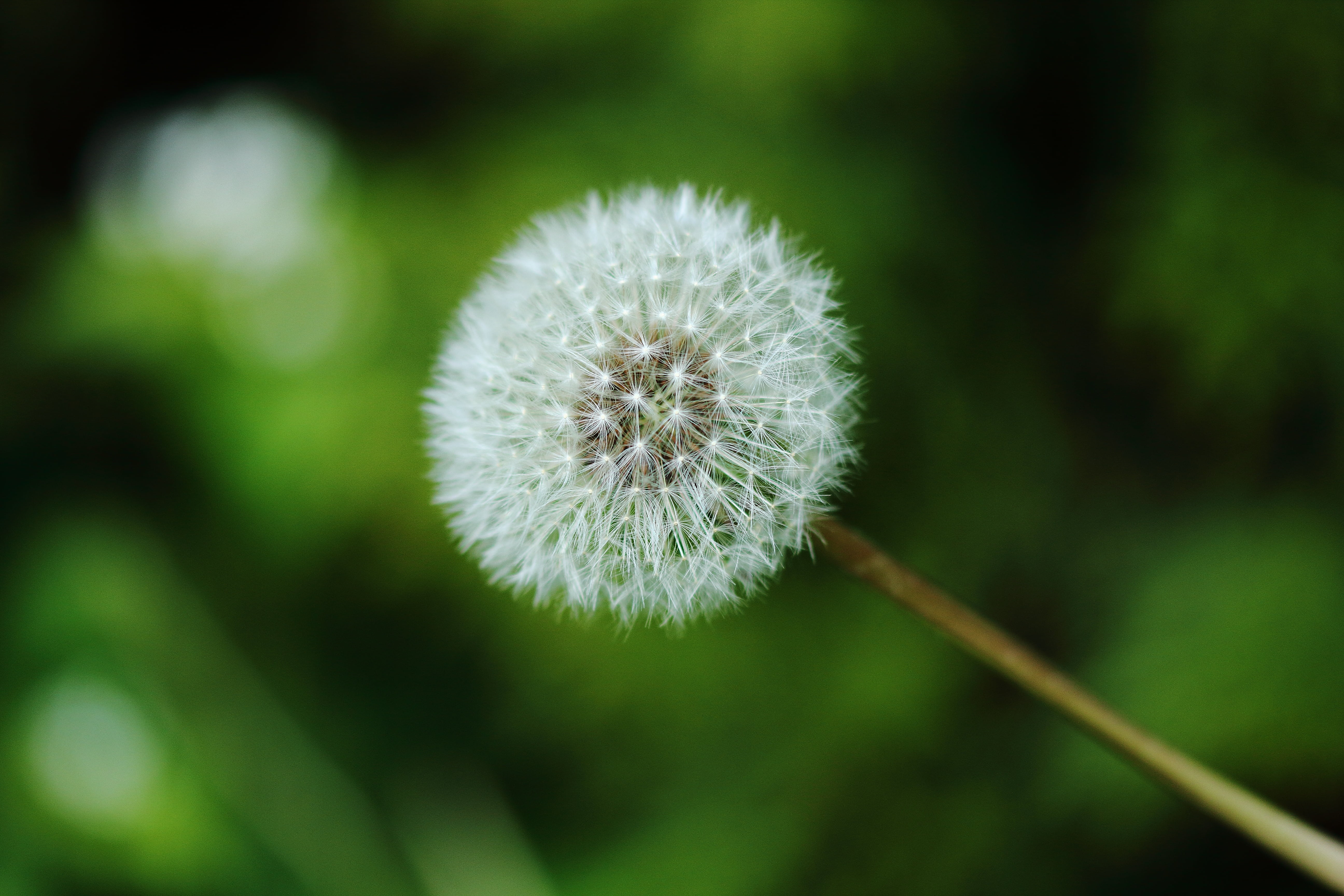 springtime, freshness, flowers, nature, dandelion seed, white, flower head, beauty in nature, softness, bright, close-up, fragility, outdoors, 5K, flowering plant, HD Wallpaper