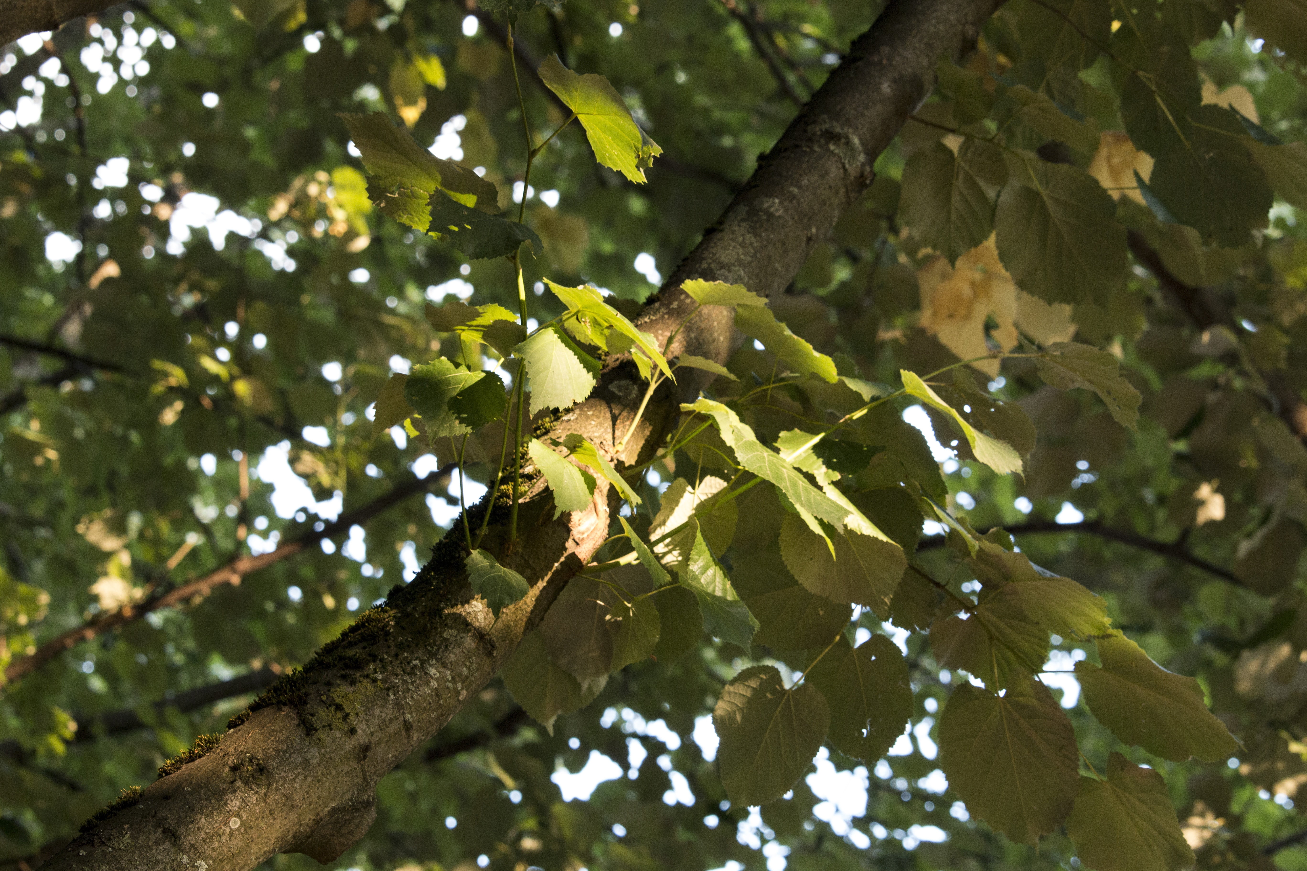 branch, leaf, 5K, spotlight, no people, photosynthesis, day, trunk, sunlight, green color, low angle view, branches, animal wildlife, animal themes, sun, HD Wallpaper
