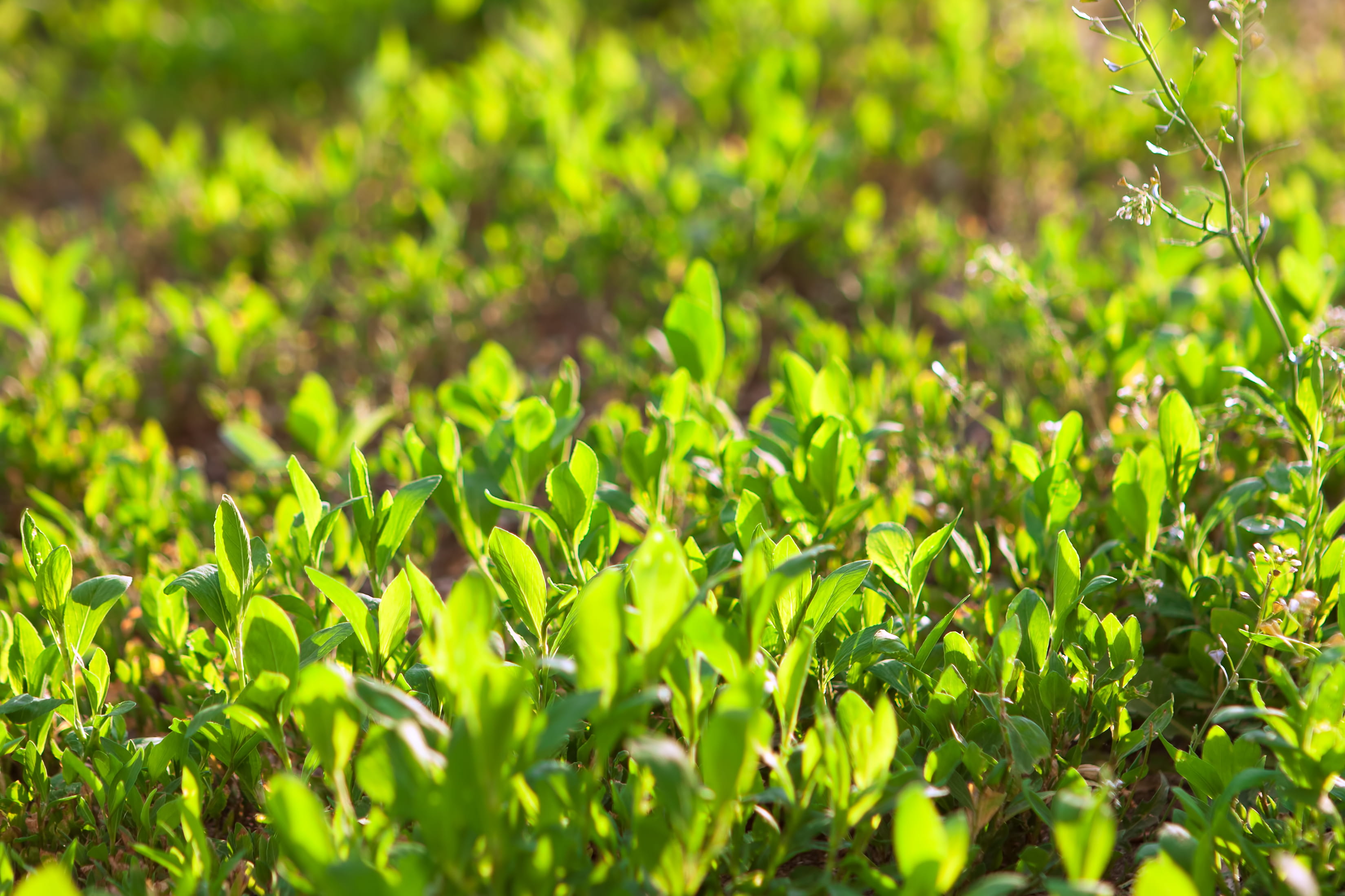 unpolluted, day, selective focus, copy-space, sun, foliage, purity, season, stem, crisp, nature, outdoors, plant part, no people, sunlight, summer, close-up, HD Wallpaper