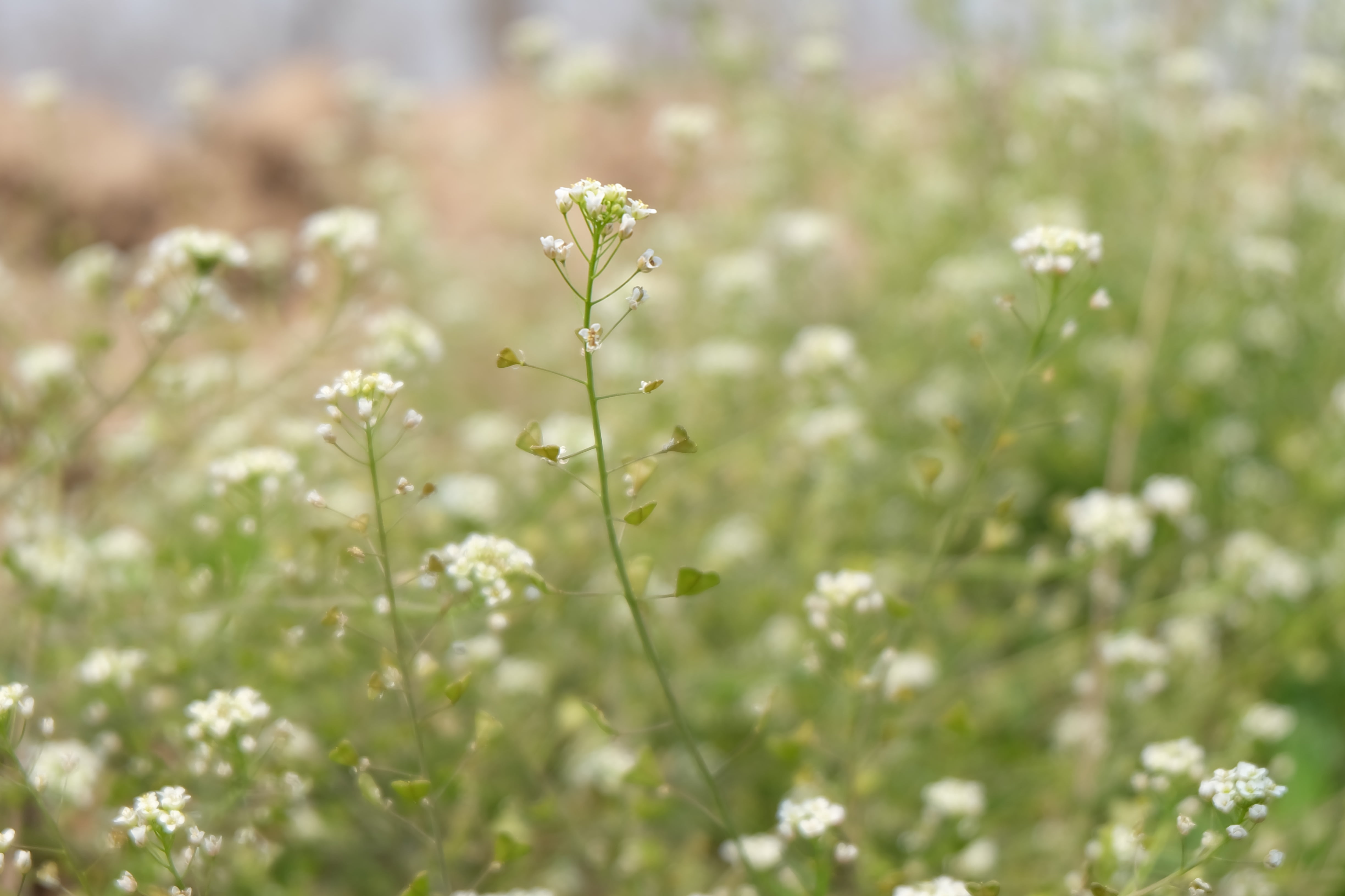 outdoors, photosynthesis, bright, fragility, growth, beauty in nature, serenity, flower, spring, small, wild flowers, flowering plant, nature, vulnerability, HD Wallpaper
