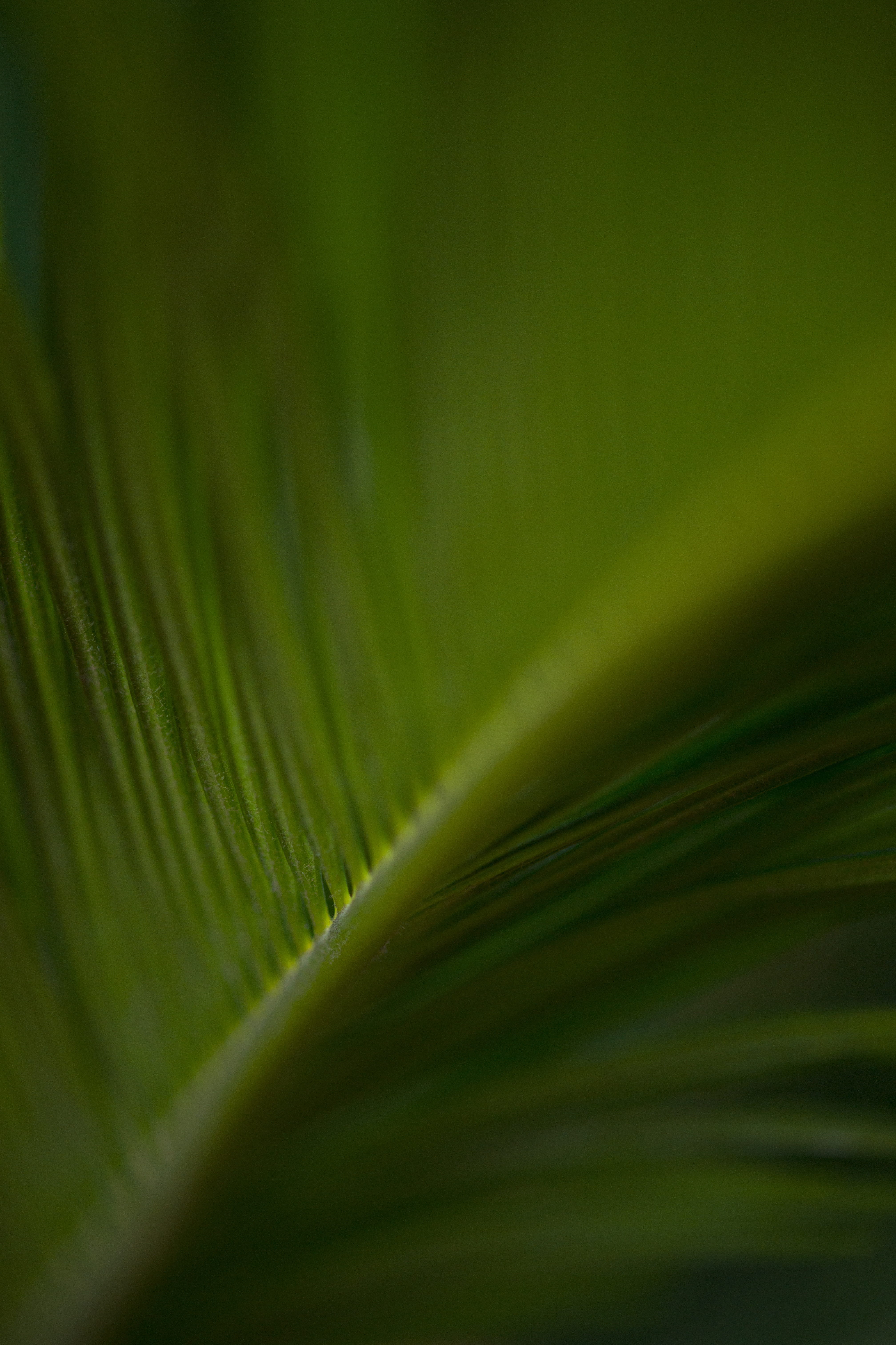 leaf vein, close-up, photosynthesis, macro, no people, green color, beauty in nature, plant, texture, palm leaf, leaves, photography, peace, plant part, Phone HD Wallpaper