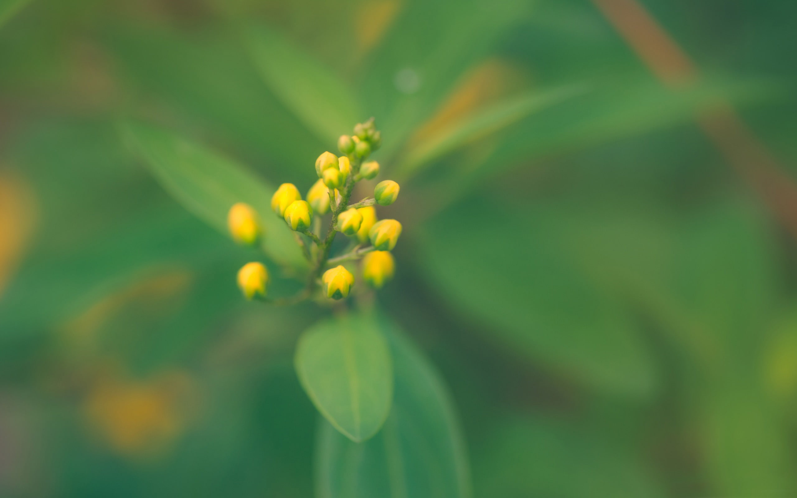 close-up, outdoors, fragility, 2K, buds, flowers, growth, photosynthesis, yellow, flower head, flowering plant, spring, green color, plants, HD Wallpaper
