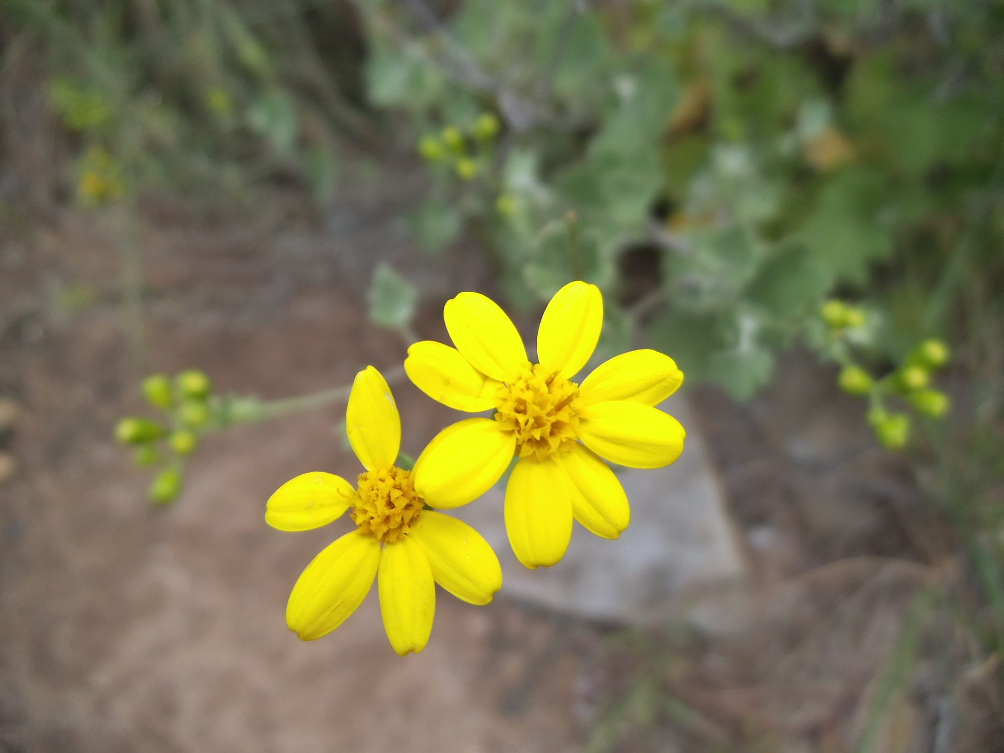 flowering plant, freshness, plant, focus on foreground, photosynthesis, close-up, petal, flower head, vulnerability, flower, beauty in nature, fragility, HD Wallpaper