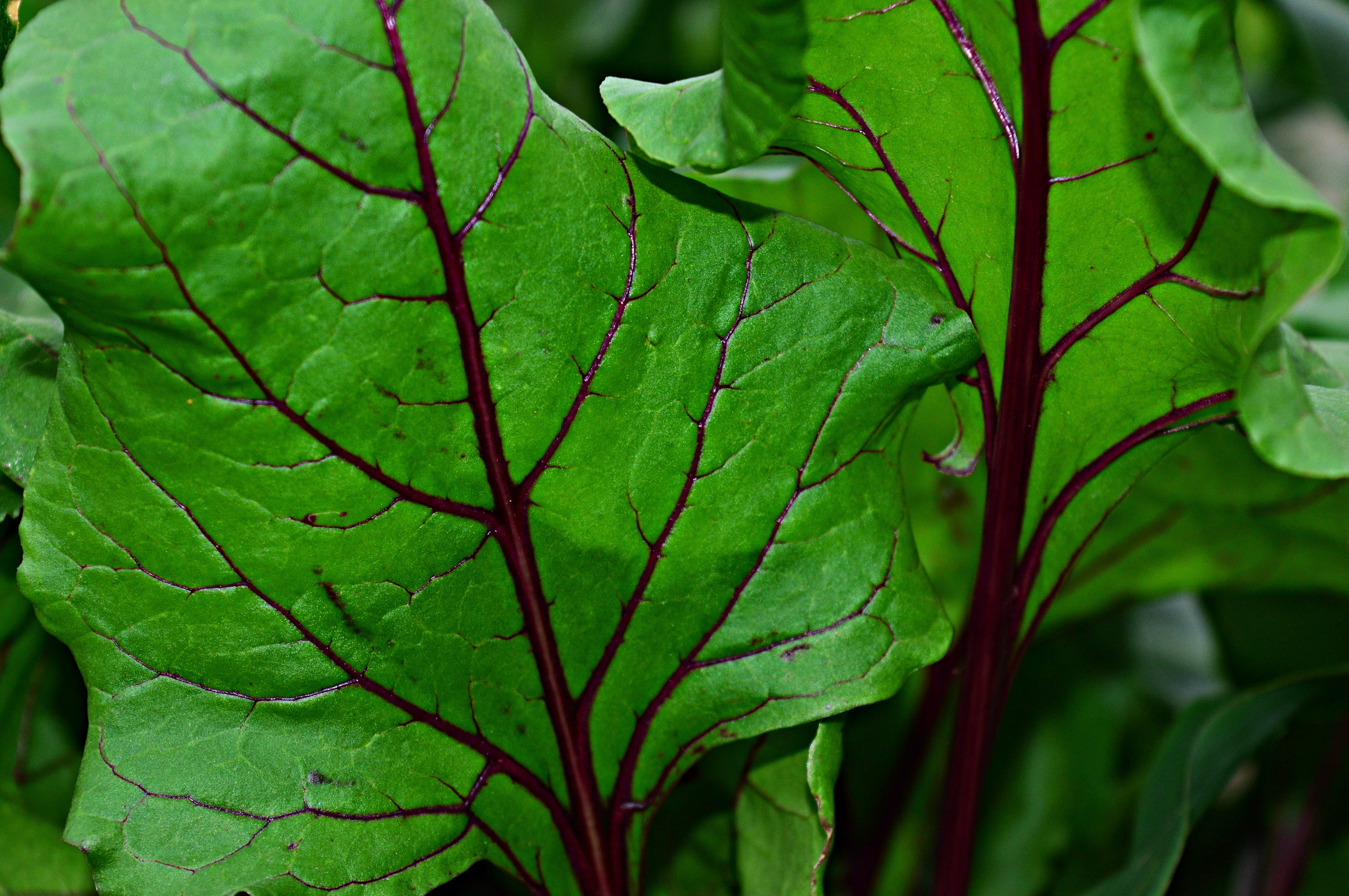 green color, leaf, tree, no people, full frame, nature, outdoors, day, freshness, food, beetroot, beauty in nature, food and drink, plant part, leaf vein, HD Wallpaper