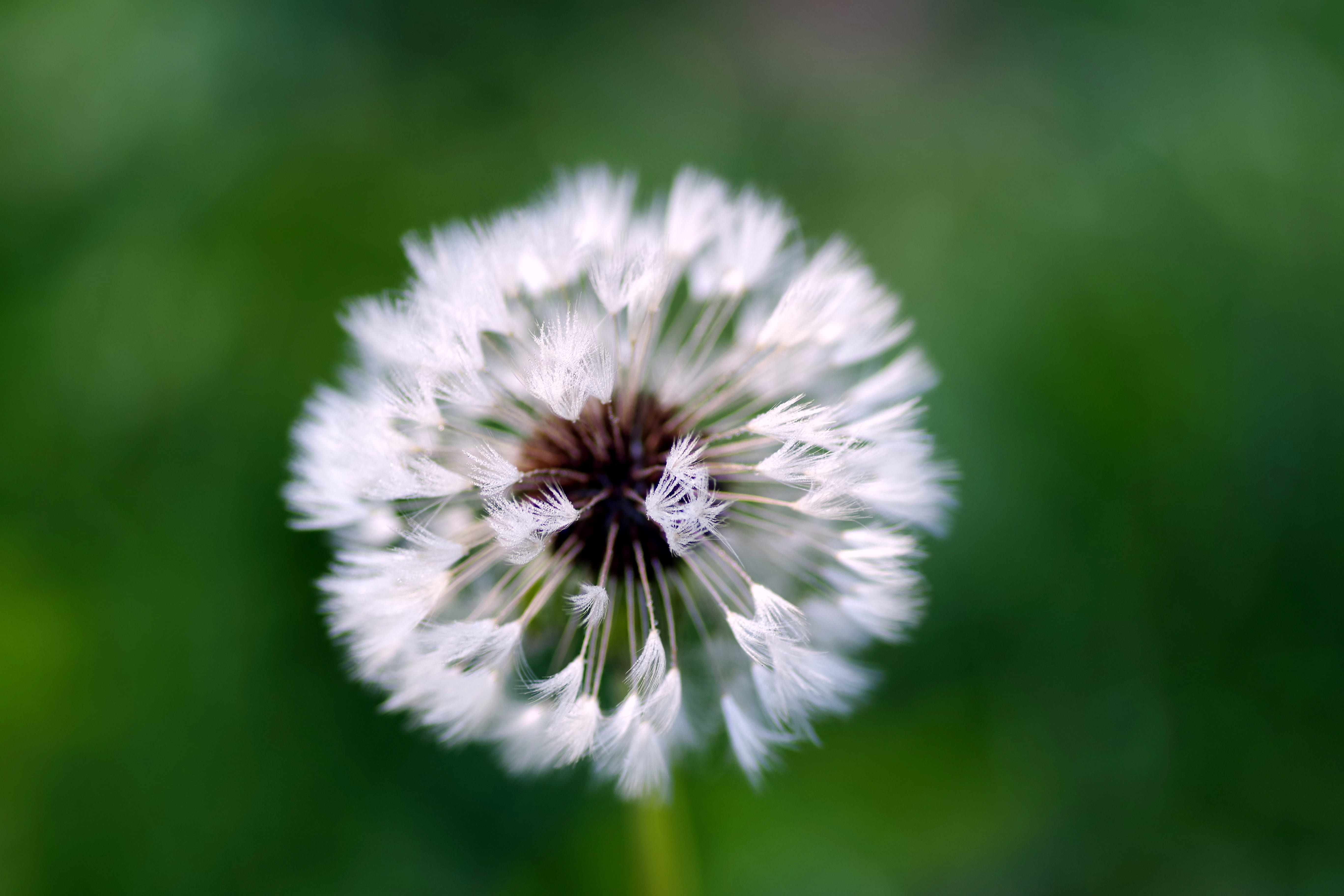 taraxacum officinale, flower head, green background, rosa, close-up, dandelion, freshness, beauty in nature, bright, nuns, fragility, white, vulnerability, HD Wallpaper
