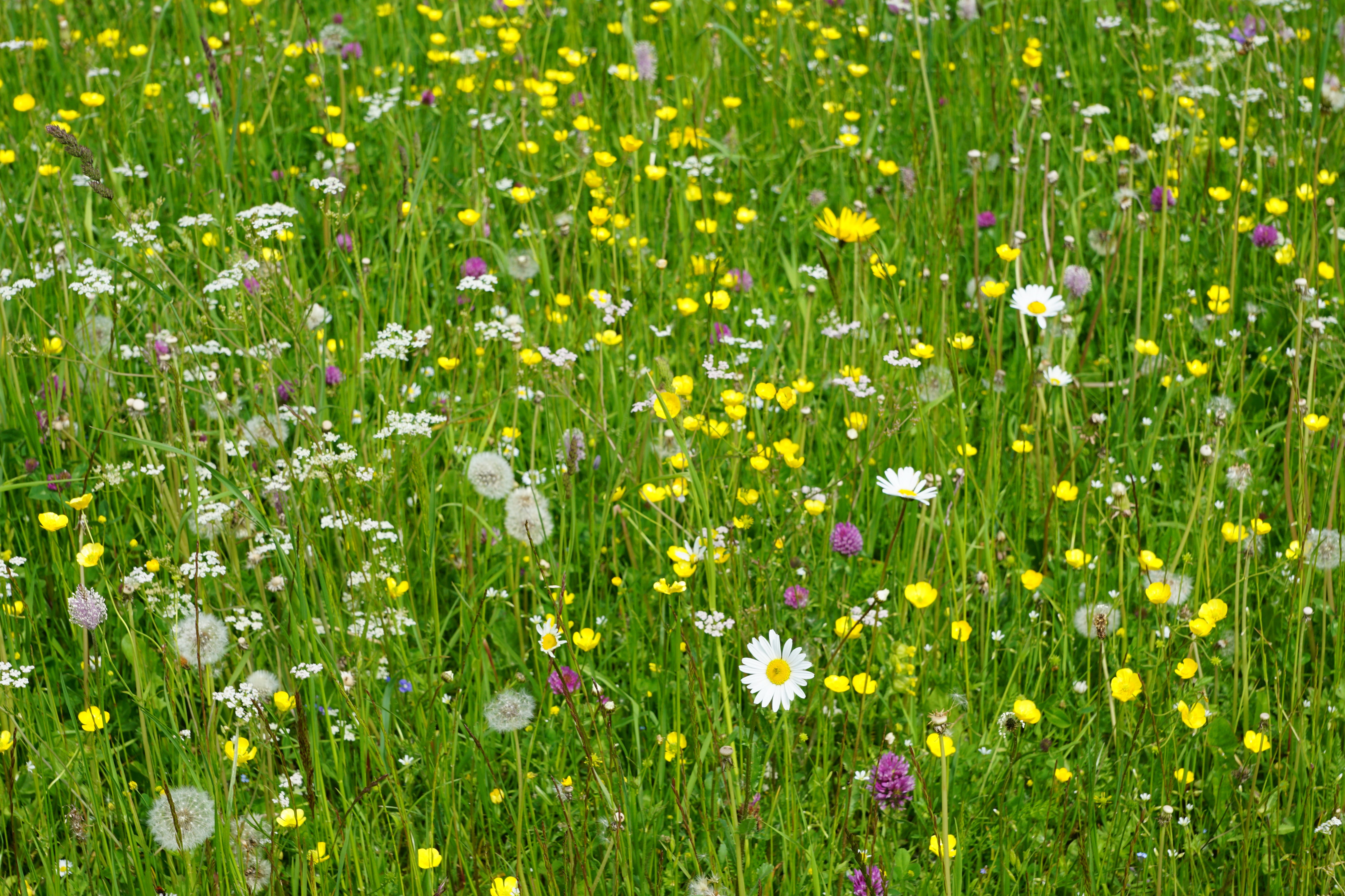 springtime, grass, bed, photosynthesis, freshness, bloom, vulnerability, beauty in nature, flowering plant, green color, growth, no people, Colorful, flower, HD Wallpaper