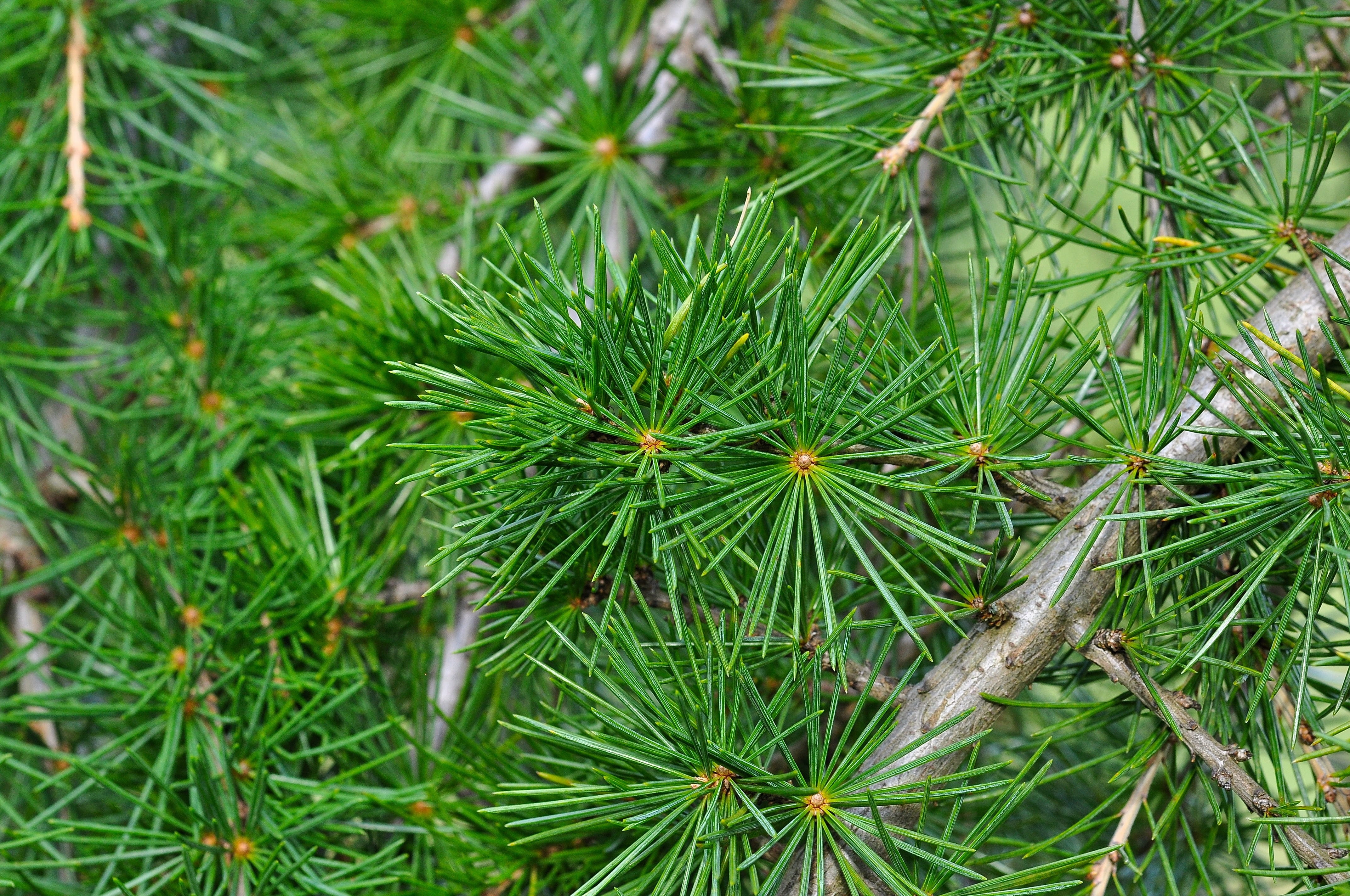land, no people, cedar, growth, plant, Cedar Branch, needle - plant part, green color, tranquility, pine tree, day, close-up, nature, coniferous tree, macro, HD Wallpaper