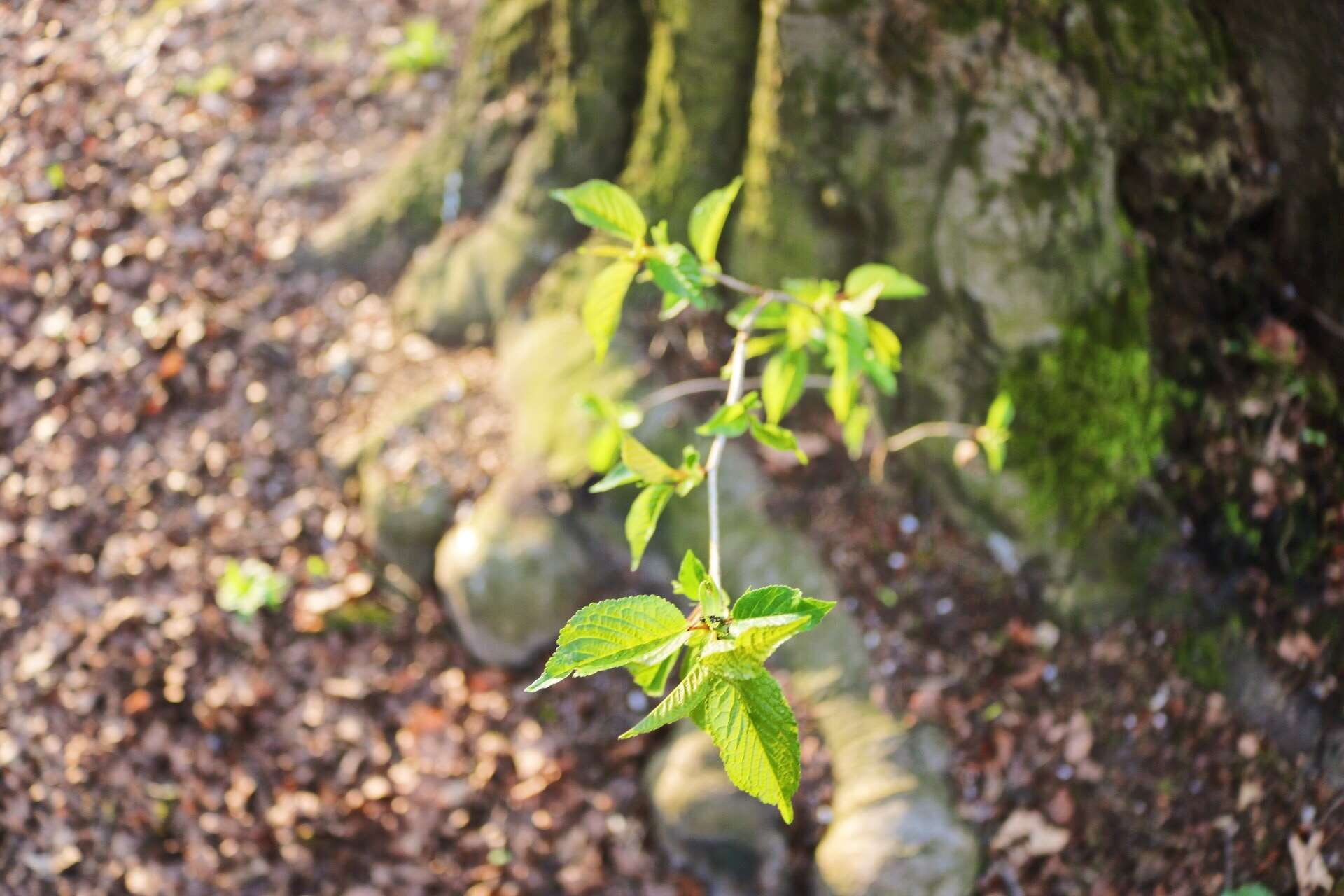 photosynthesis, spring, nature, photographer, close-up, vulnerability, plant, no people, close up view, leaf, outdoors, 1080P, growth, plant part, beginnings, HD Wallpaper