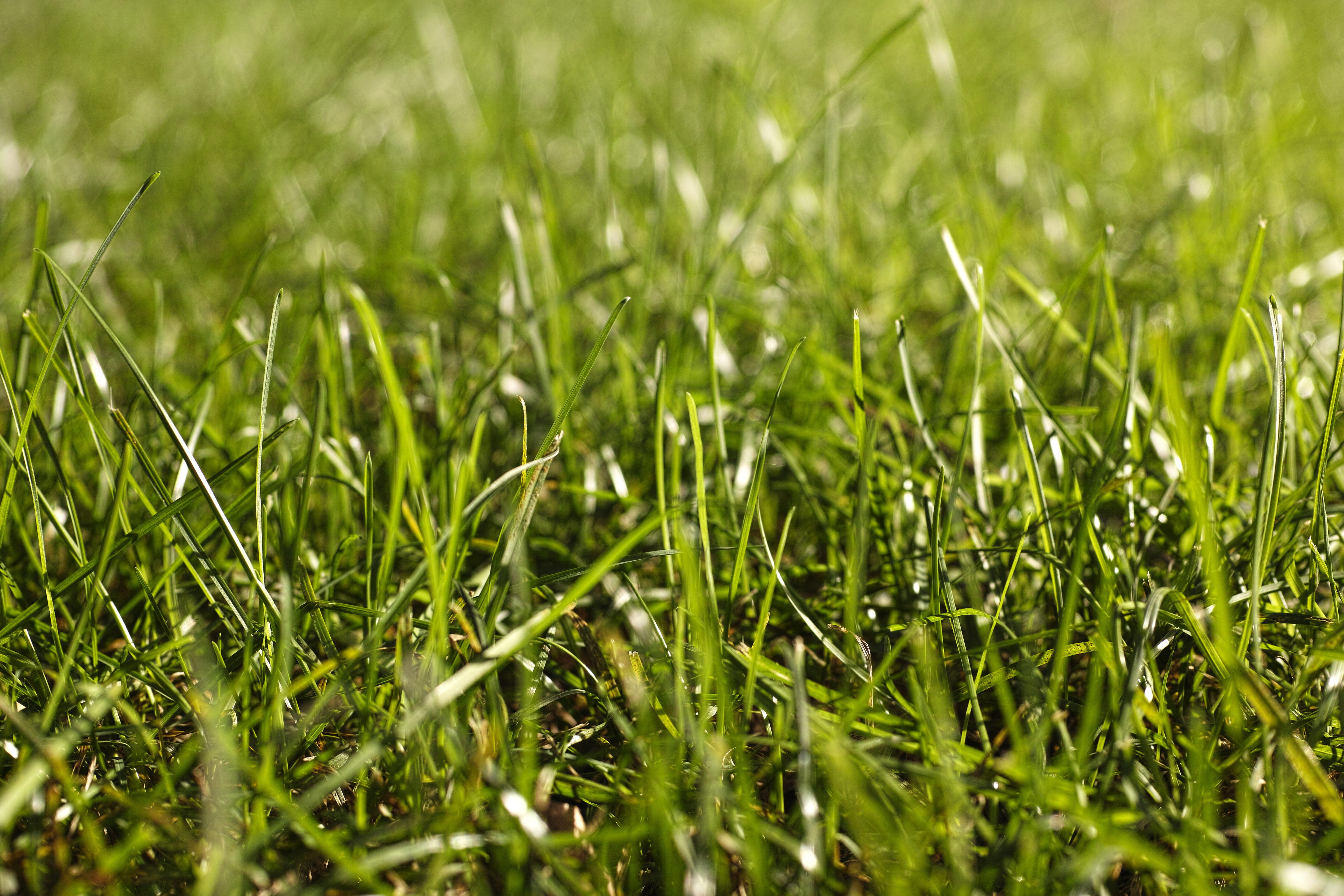 selective focus, sunlight, surface level, full frame, macro, the freshness, outdoors, lawn, plant, vibrant color, herb, agriculture, close-up, beauty in nature, HD Wallpaper