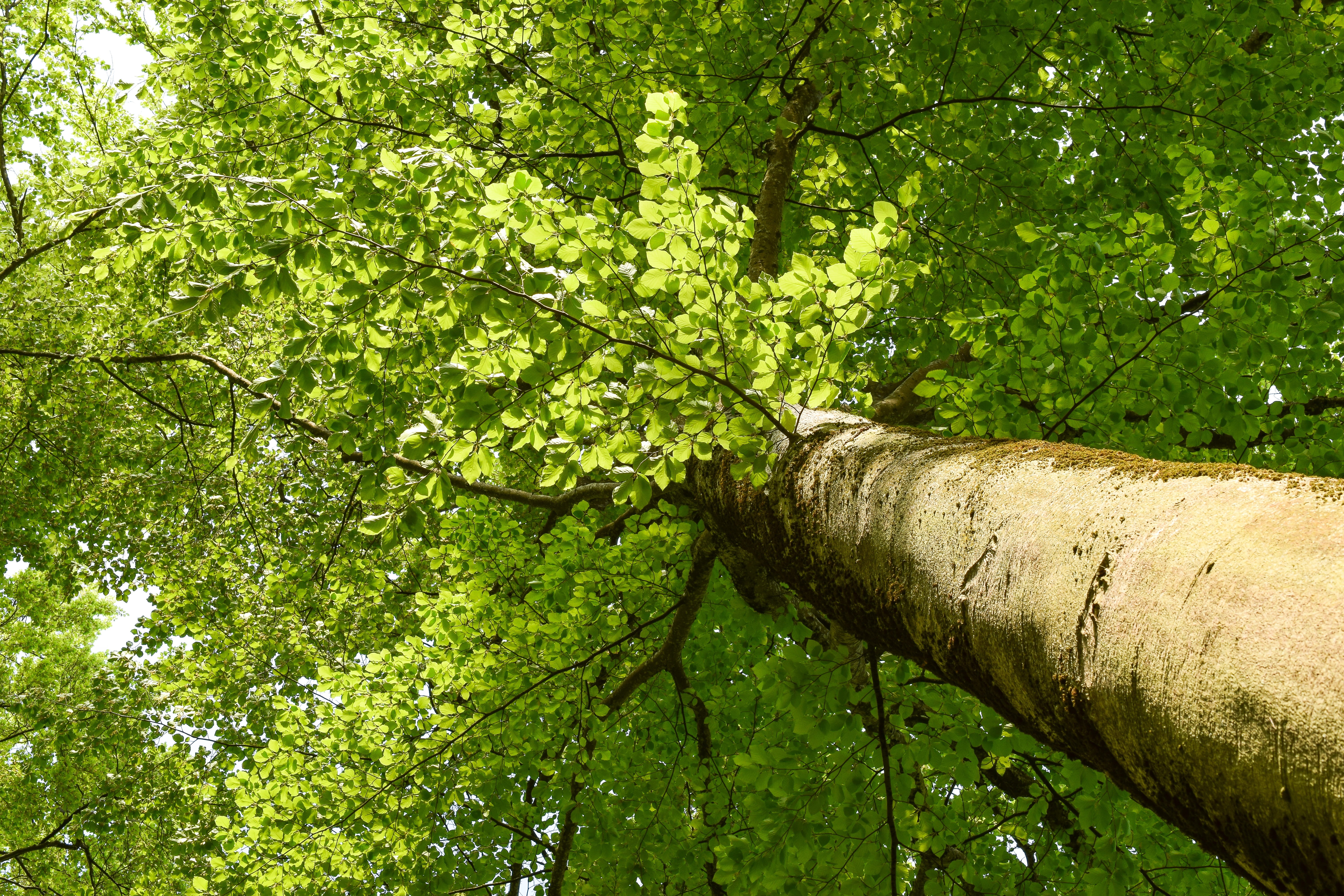 scenics - nature, bamboo - plant, trunk, plant, branch, sunlight, green, tribe, tree trunk, no people, light green, forest, healthy, spring, growth, tranquility, HD Wallpaper