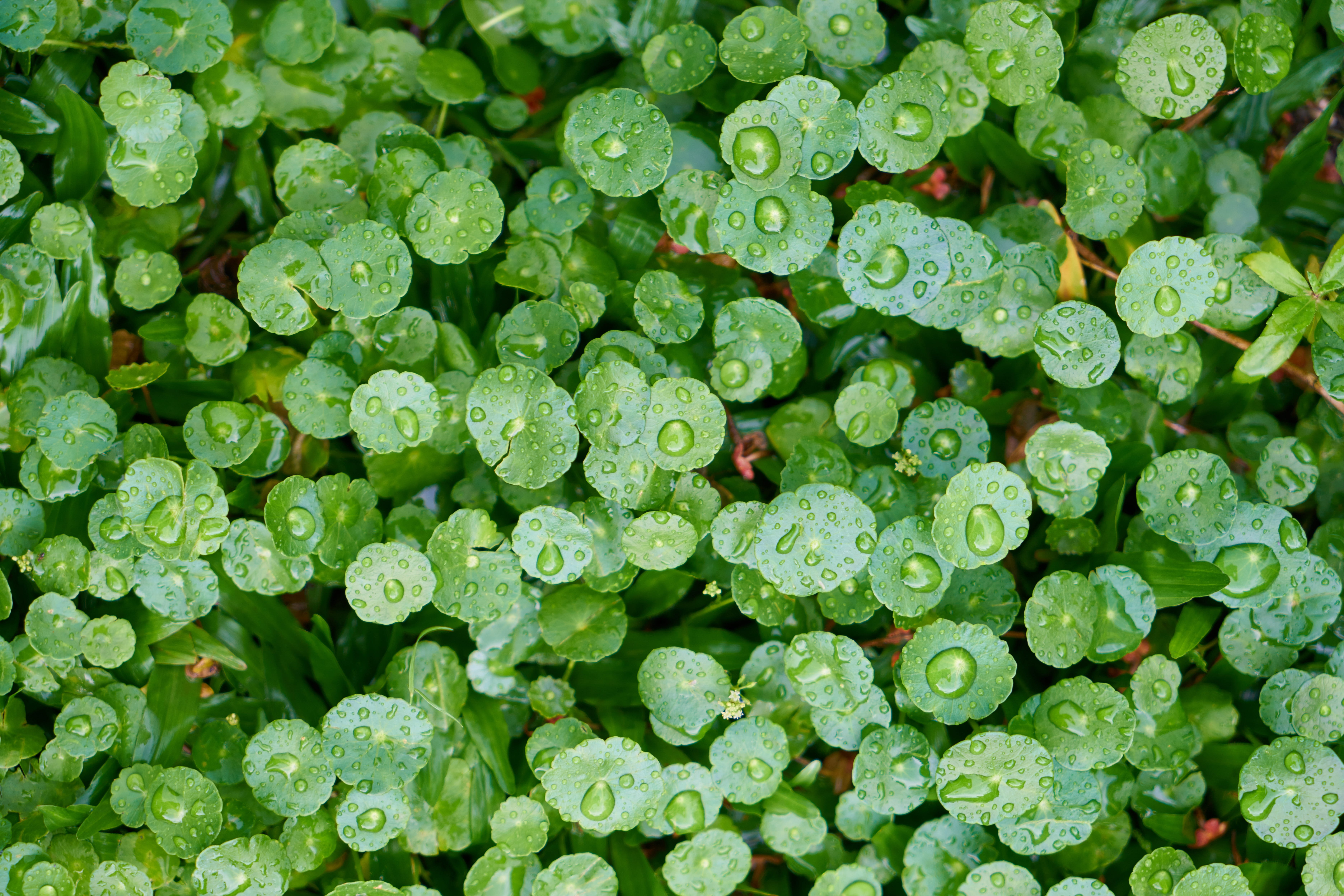 photosynthesis, dew, plant part, beauty in nature, outdoor, drop, detail, growth, outdoors, green field, food, macro, backgrounds, tree, leaves, water, HD Wallpaper