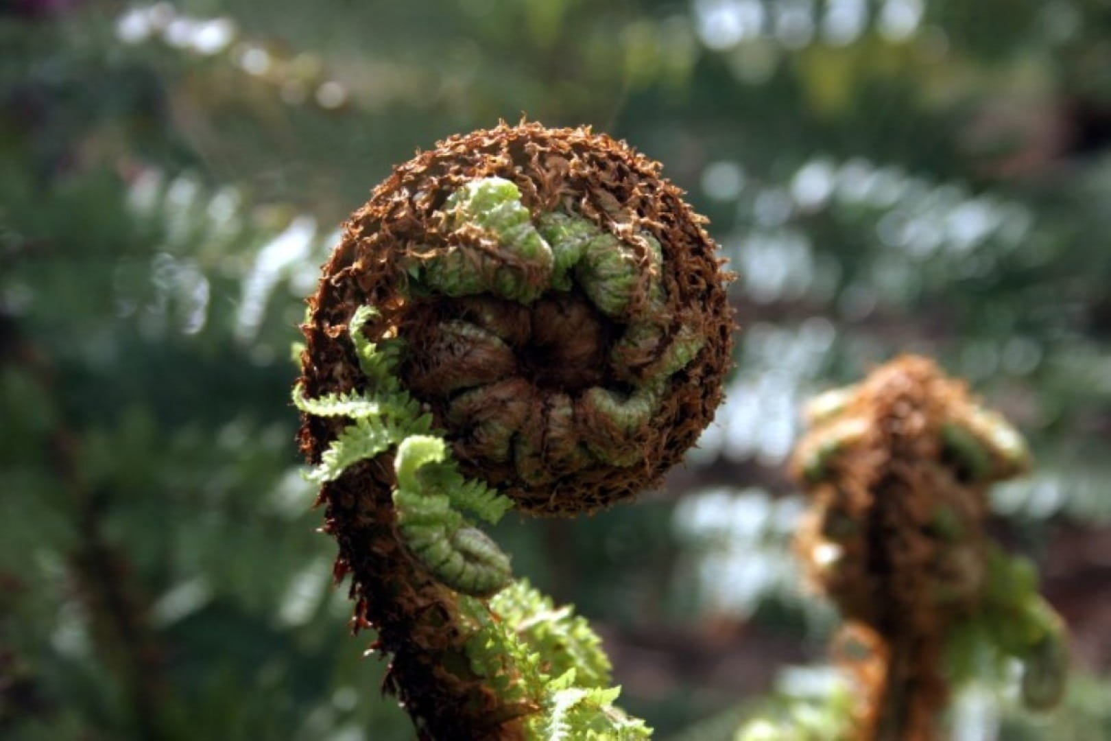 pine cone, Foliage, Plant, tree, growth, freshness, outdoors, focus on foreground, flower, Leaf, no people, pine tree, close-up, photosynthesis, forest, HD Wallpaper