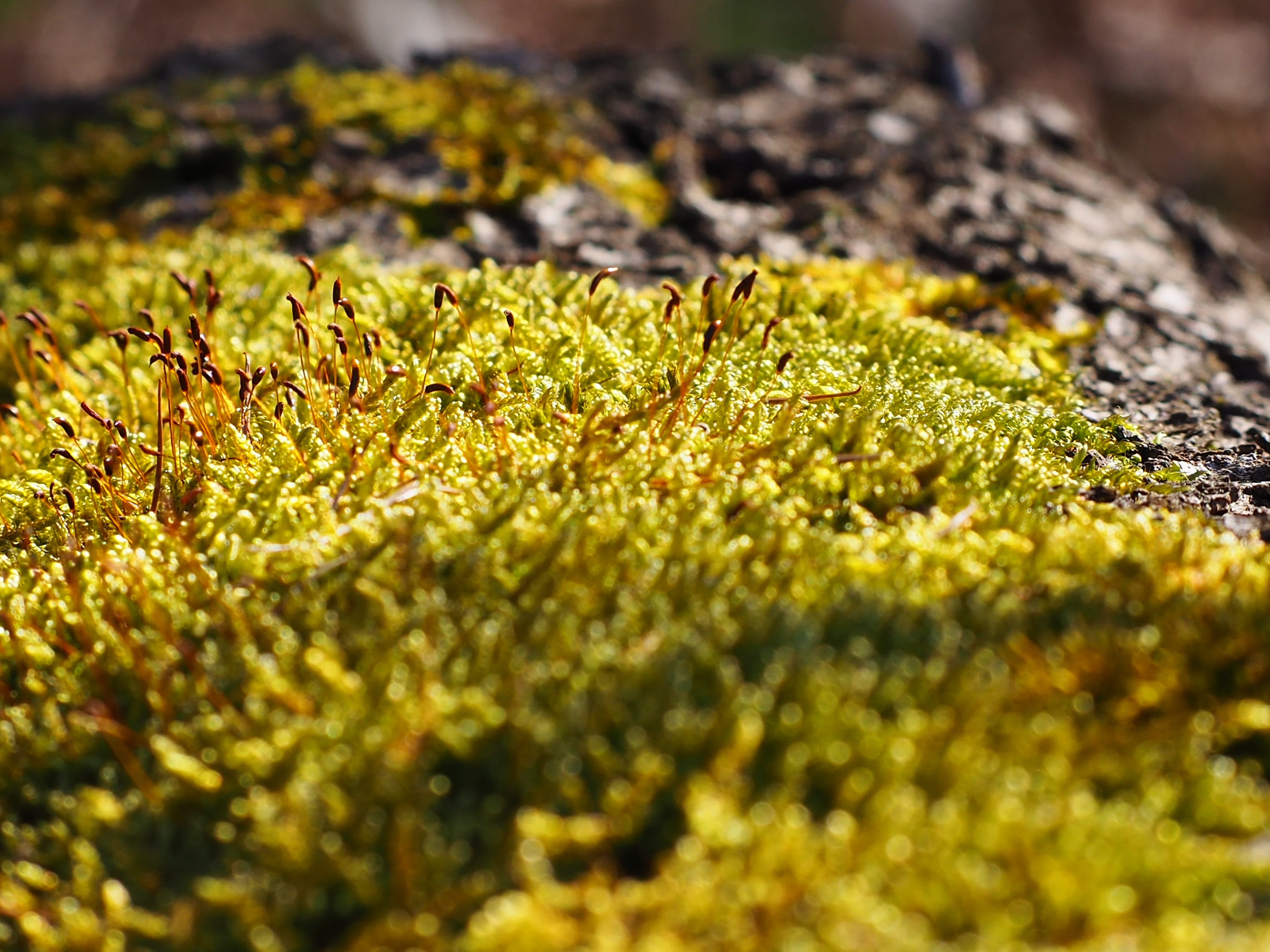 Nature, photosynthesis, Macro, land, tree, Fouling, day, green, selective focus, outdoors, Log, no people, beauty in nature, tranquility, growth, plant part, HD Wallpaper