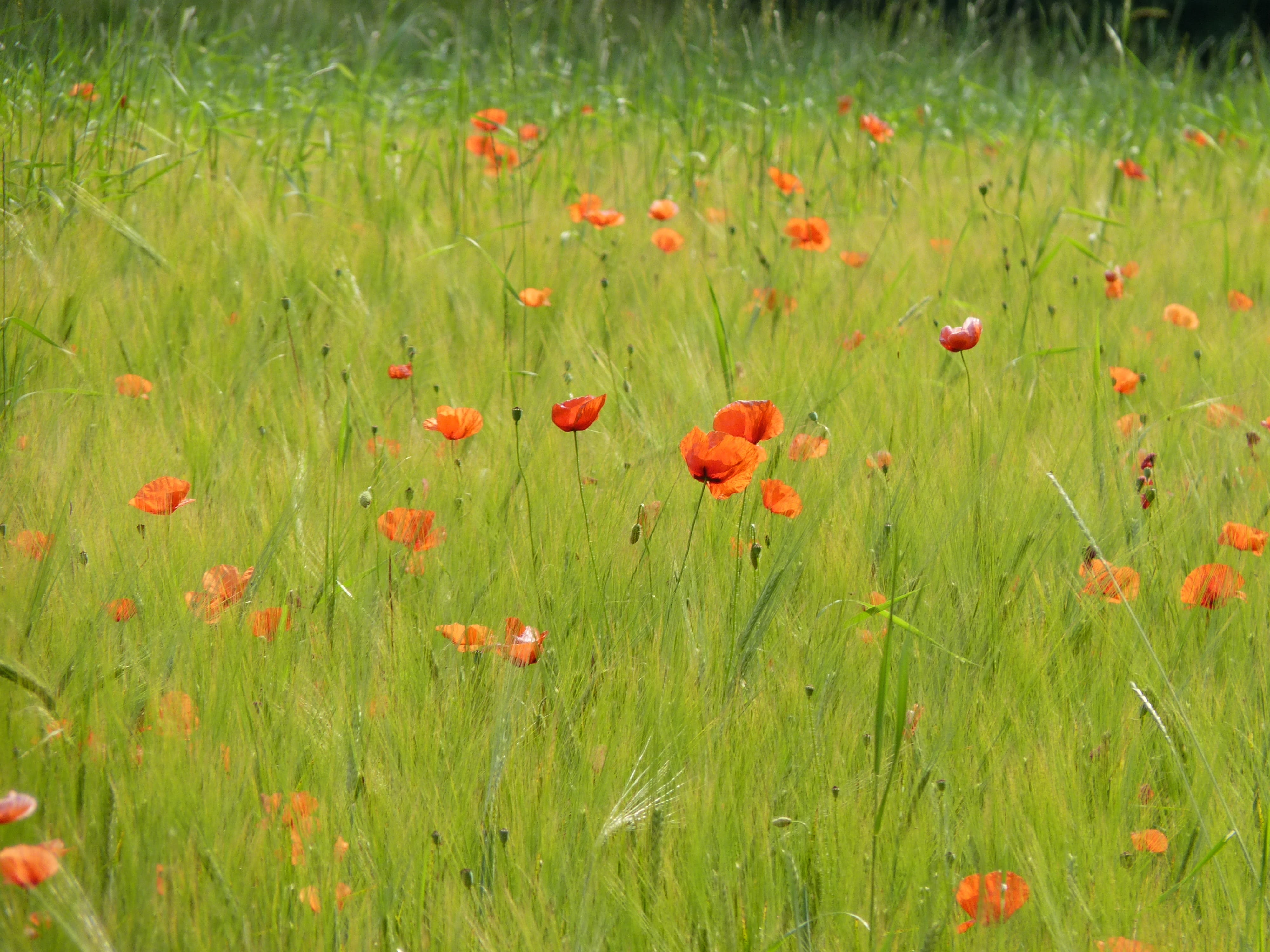land, green Color, growth, fragility, poppy flower, beauty In Nature, orange, flower, 4K, day, summer, petal, season, klatschmohn, nature, rural Scene, HD Wallpaper