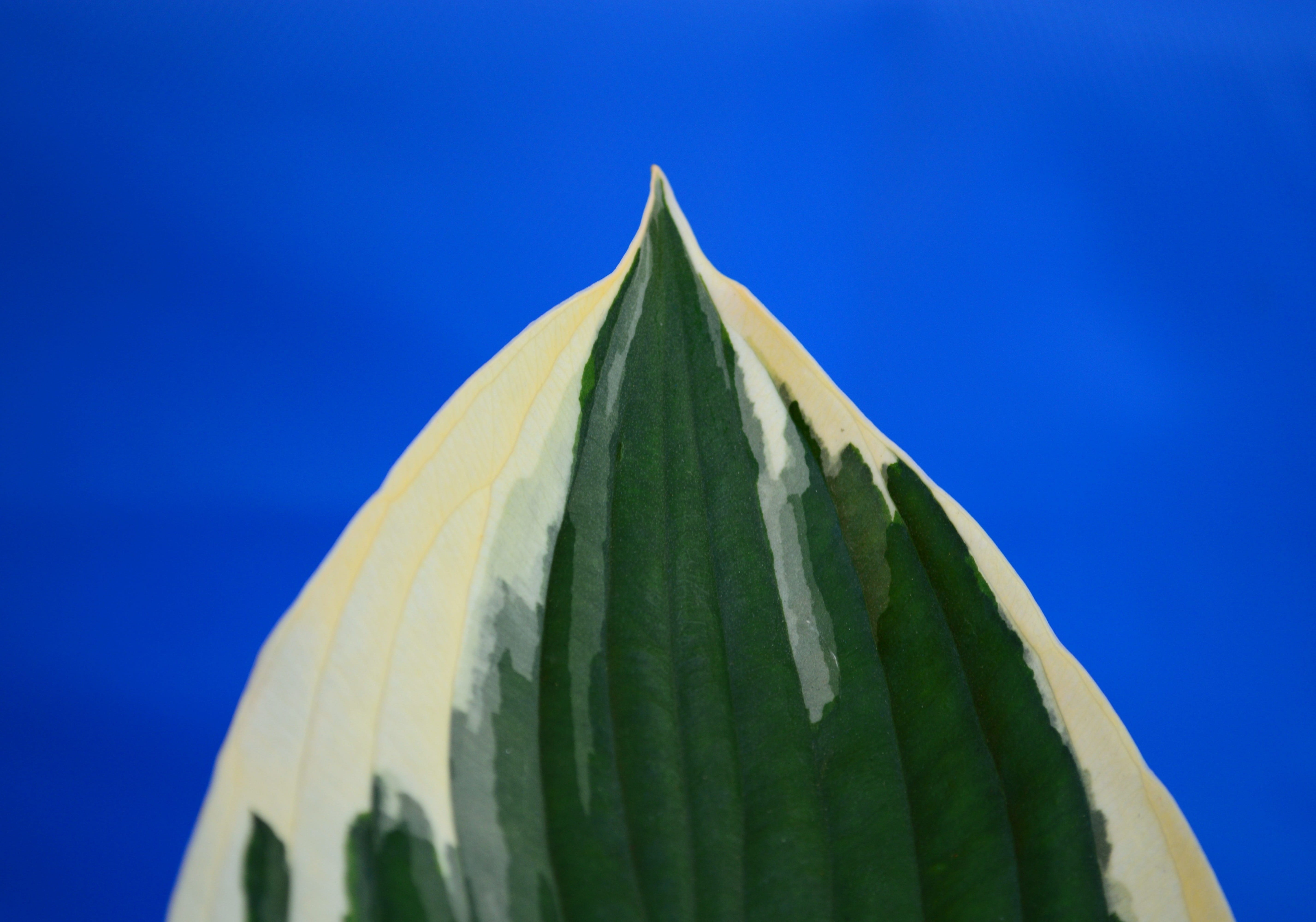 close-up, Hosta, outdoors, 5K, multi colored, plant part, photosynthesis, nature, sky, foliage, Plantain Lily, leaves, Minute Man, succulent plant, cream, HD Wallpaper