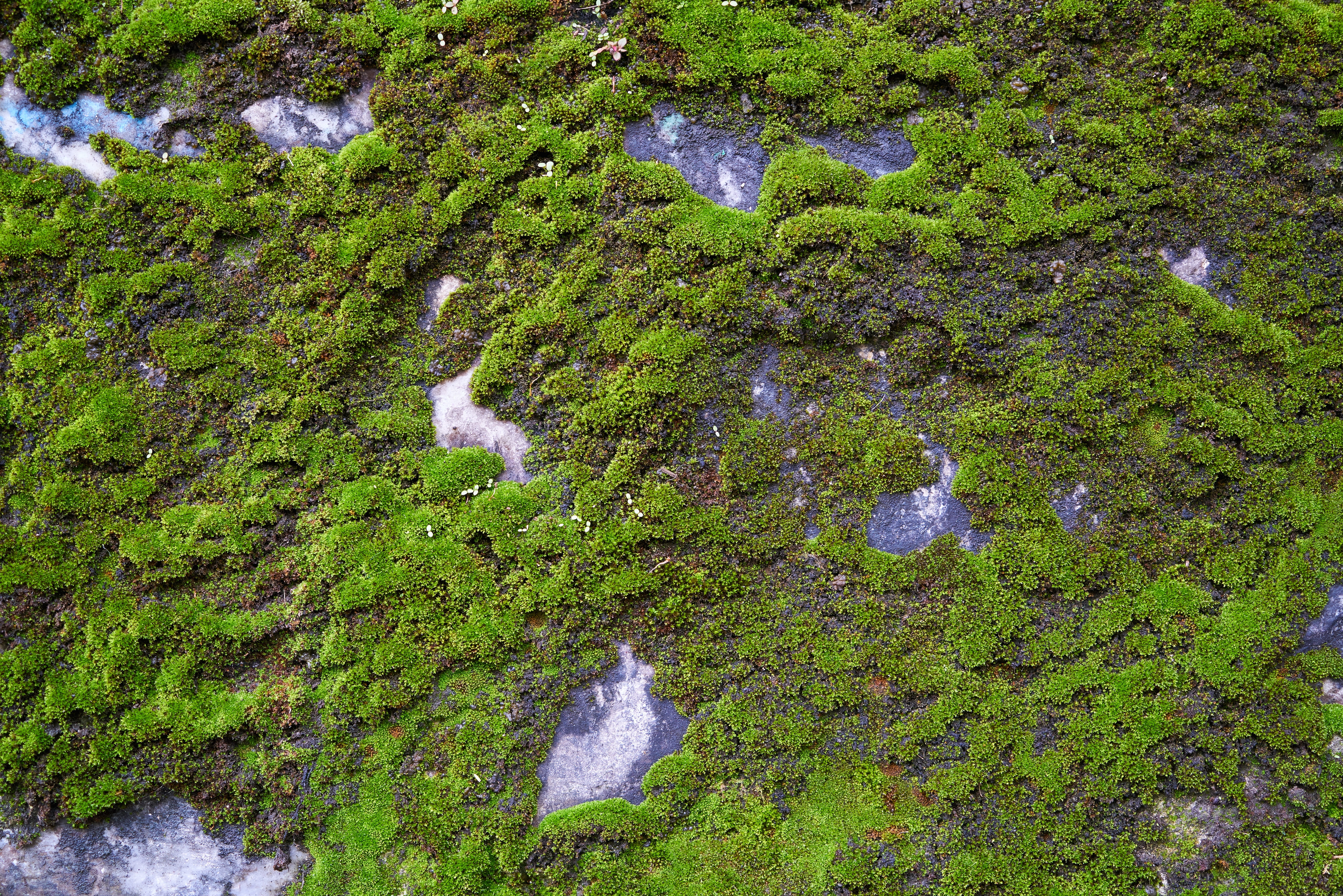 no people, moss, green color, stream - flowing water, photosynthesis, growth, high angle view, texture, 5K, plant, stone, the stones are, flowing, environmental, HD Wallpaper