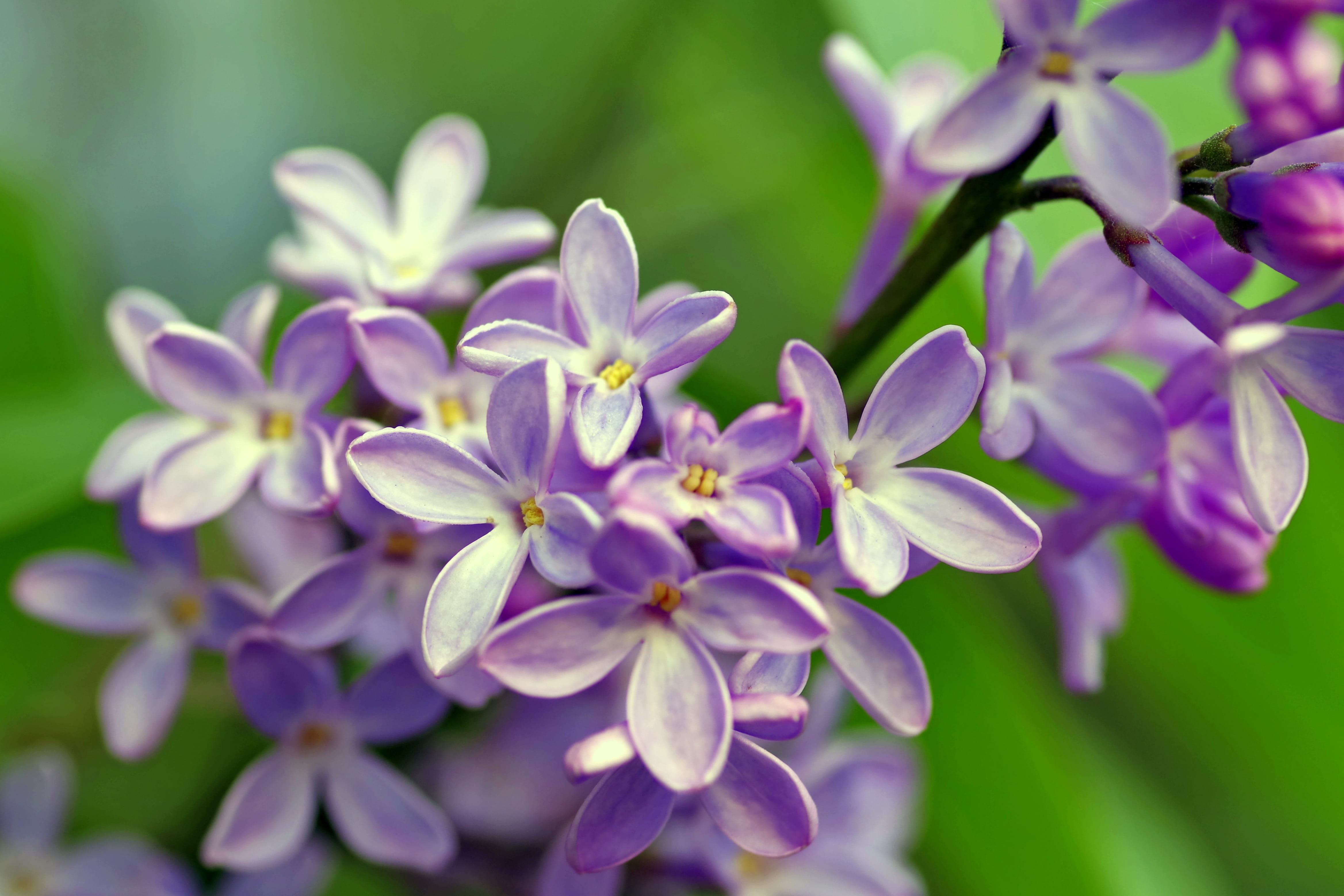 focus on foreground, growth, close-up, tranquility, vulnerability, 4K, plant part, plant, macro, petal, flowers, garden, violet, nature, flowering plant, HD Wallpaper