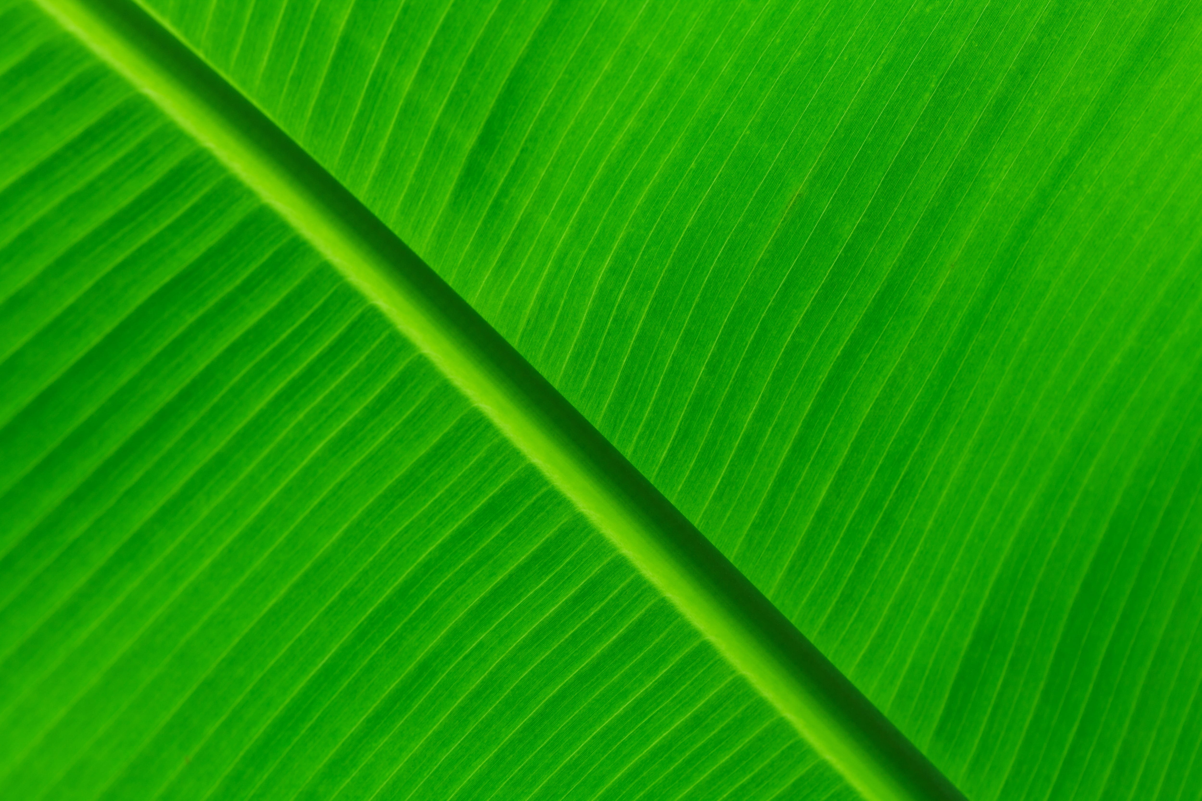 healthy, green, banana, pattern, backgrounds, nature, leaves, close-up, growth, palm leaf, flora, abstract backgrounds, natural, plant, palm tree, texture, HD Wallpaper