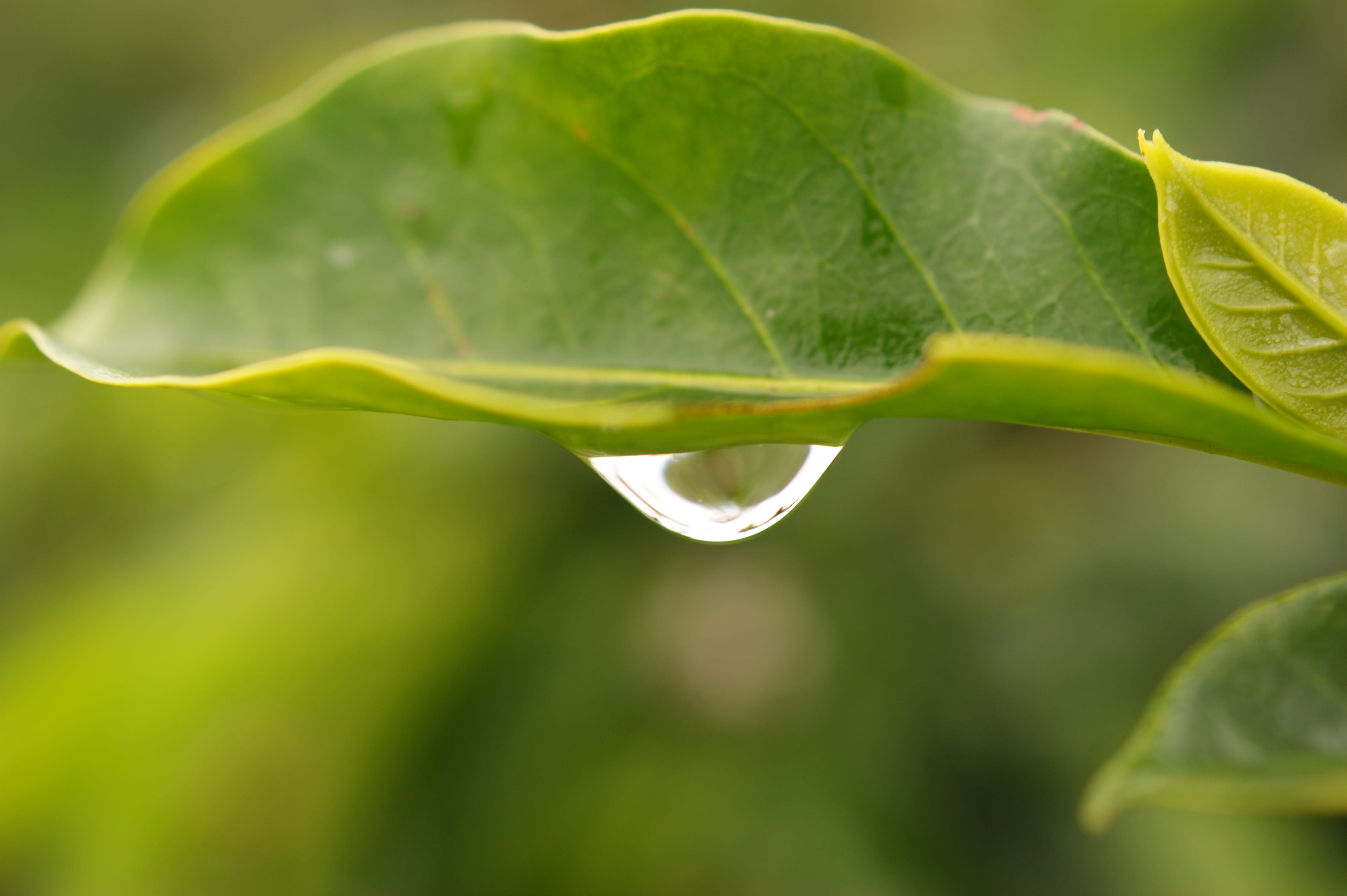 nature, flower, day, photosynthesis, purity, focus on foreground, Armenia, drop, Kettle, plant part, Area, close-up, fragility, water, no people, growth, HD Wallpaper