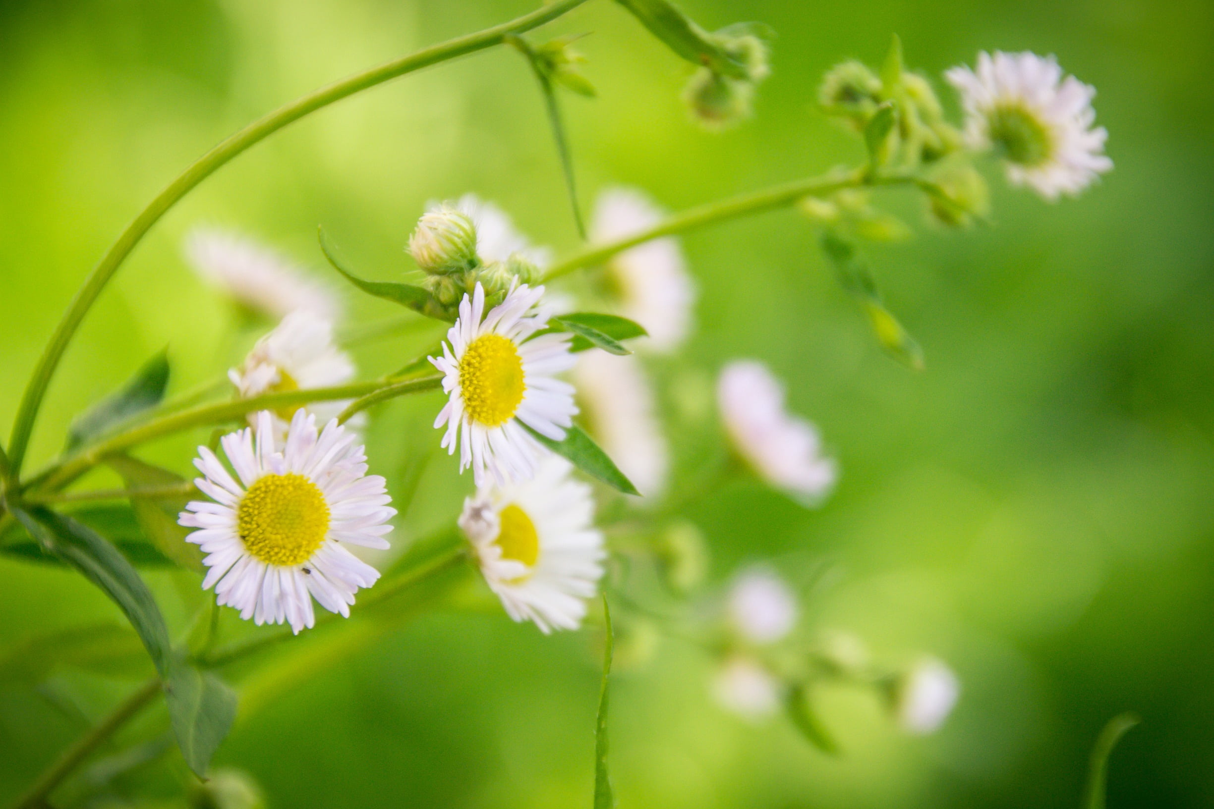 garden, natural, growth, inflorescence, environment, outdoors, white color, meadow, white flower, white, photography, close-up, green, delicate, freshness, HD Wallpaper