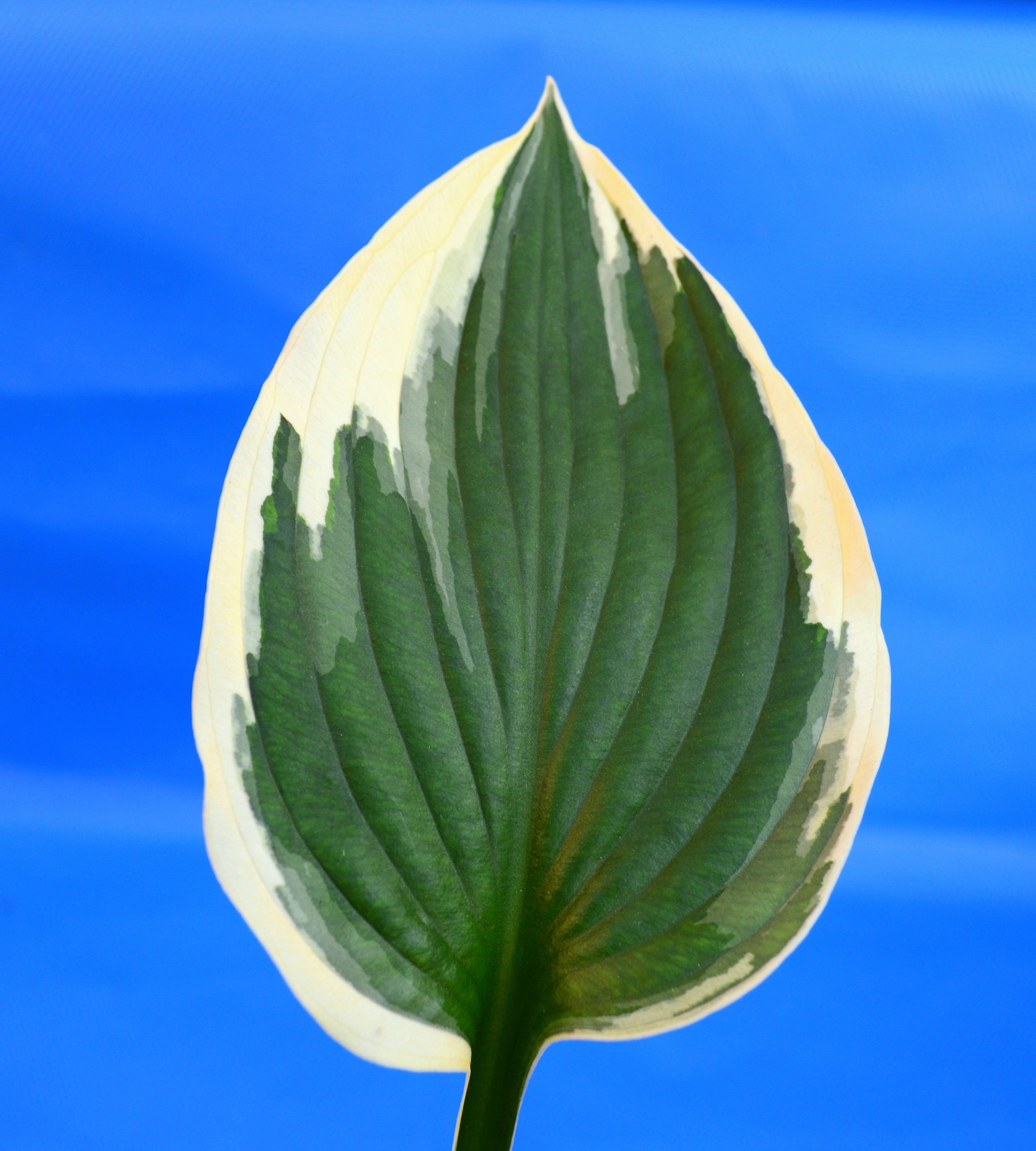 ribbed, green color, fragility, foliage, nature, leaf, plantain lily, single object, hosta, leaves, close-up, cream, sunlight, freshness, blue, sky, plant, Phone HD Wallpaper