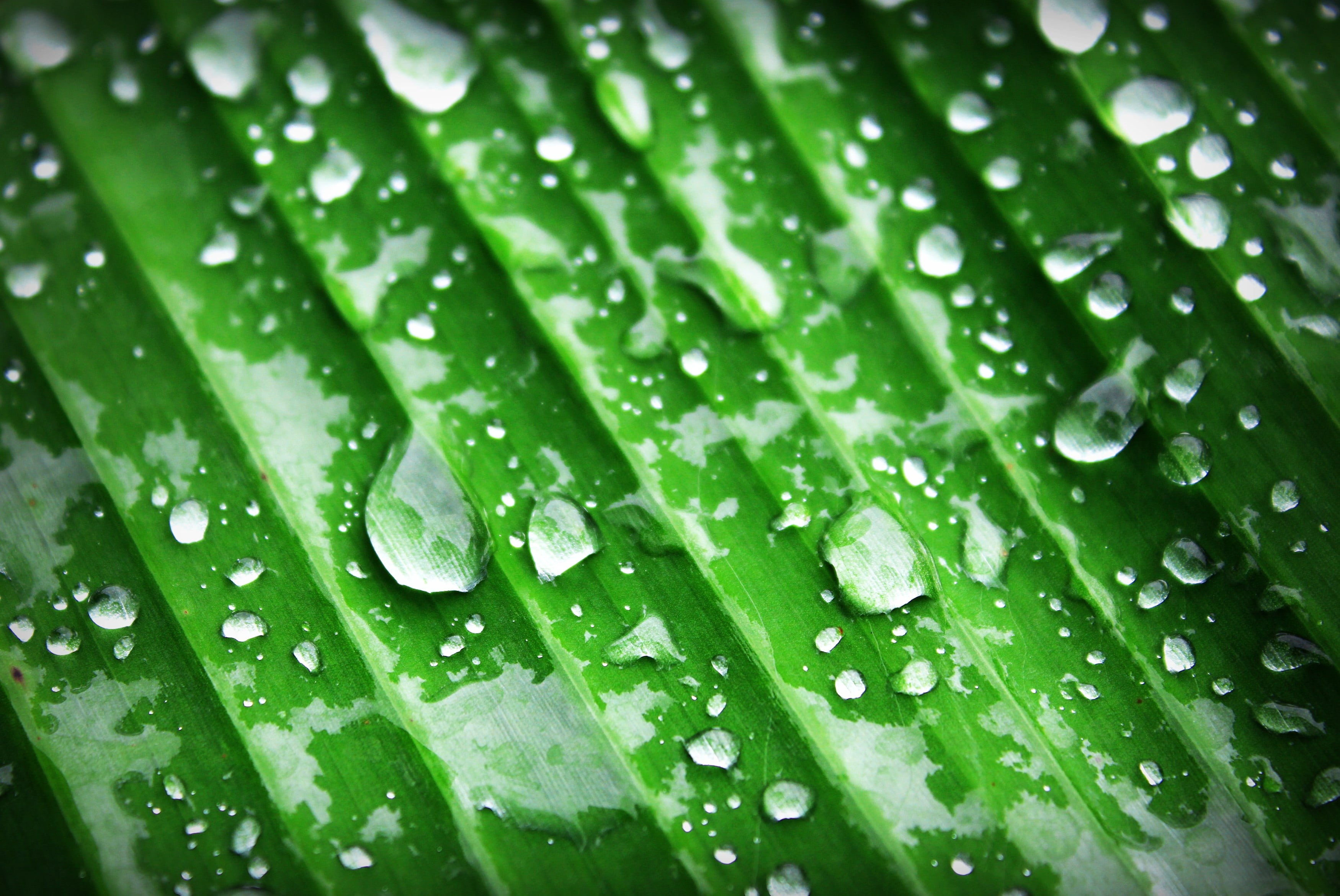 beauty in nature, tree, beautiful, 2K, environment, freshness, green, plant, full frame, wet, banana, lush, growth, foliage, blade of grass, raindrop, HD Wallpaper