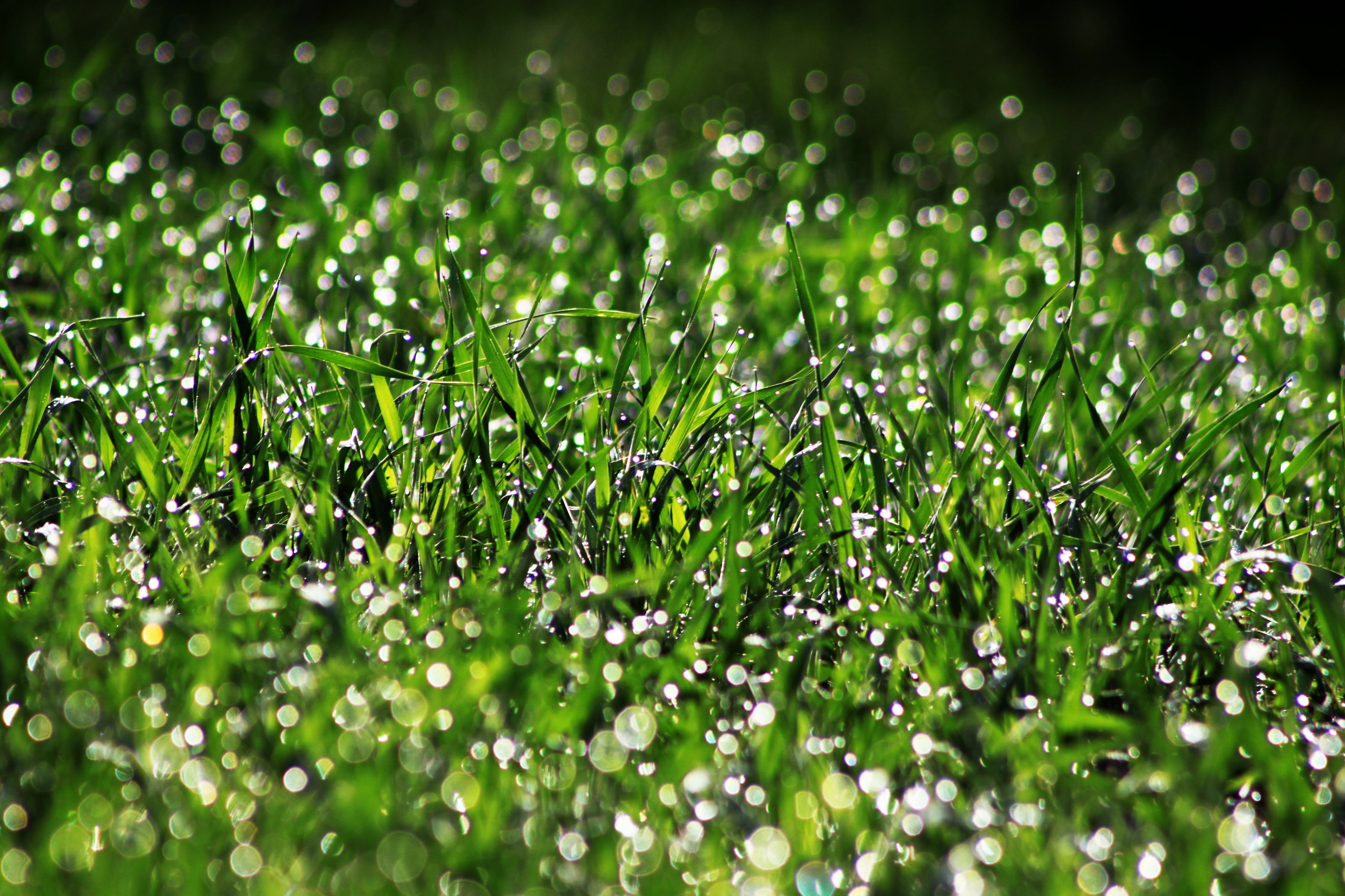 field, drop, nature, dew, bokeh, purity, backgrounds, beauty in nature, rain, leaf, plant part, selective focus, no people, spike, water, raindrop, wheat, HD Wallpaper