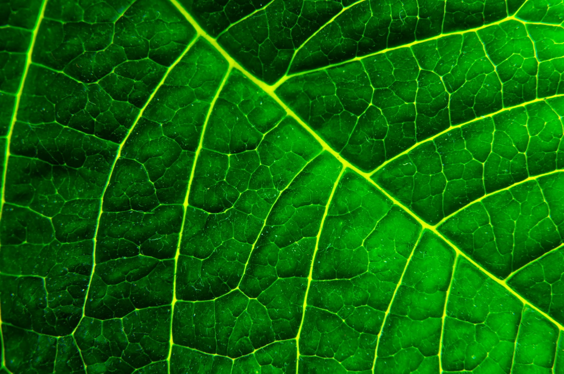 natural, outdoors, summer, green, organic, leaf vein, element, pattern, background, nature, macro, fragility, backgrounds, simple, healthy, ecology, day, HD Wallpaper